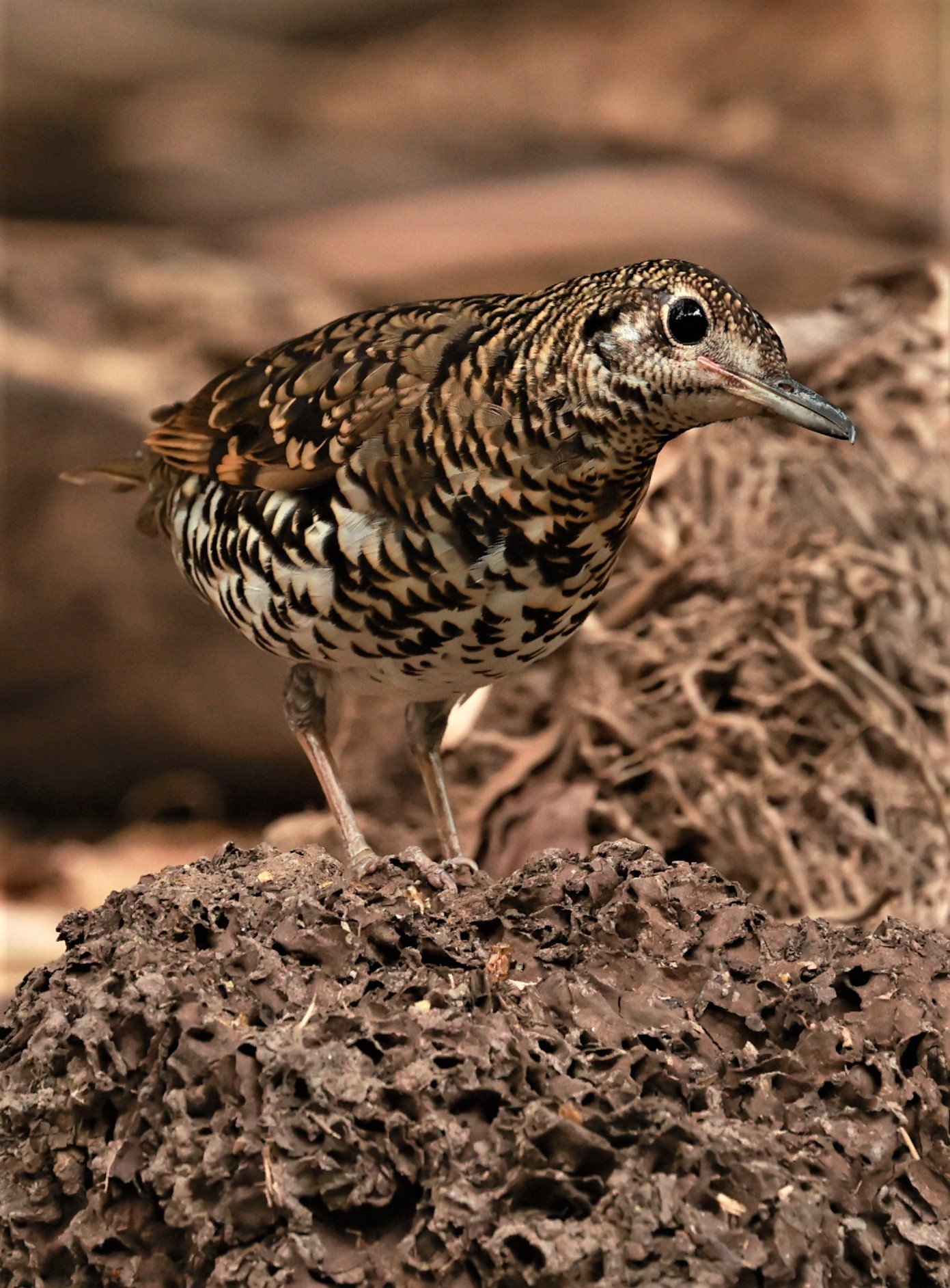 White's Thrush (Zoothera aurea) Putthamonthon Park Nakhon Pathom Thailand (41).jpg