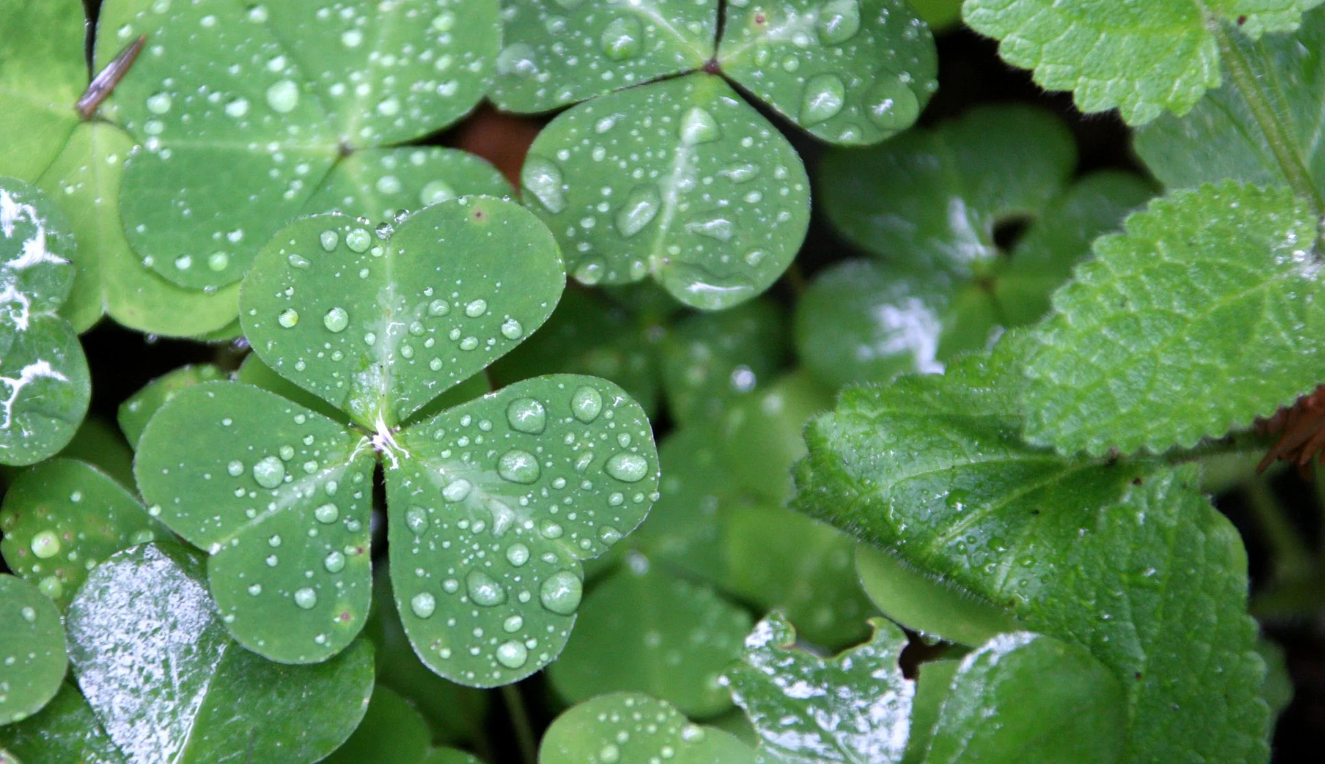 OXALIDACEAE - OXALIS SPECIES - AVENUE OF THE GIANTS - HUMBOLDT REDWOODS STATE PARK CAL (5).JPG