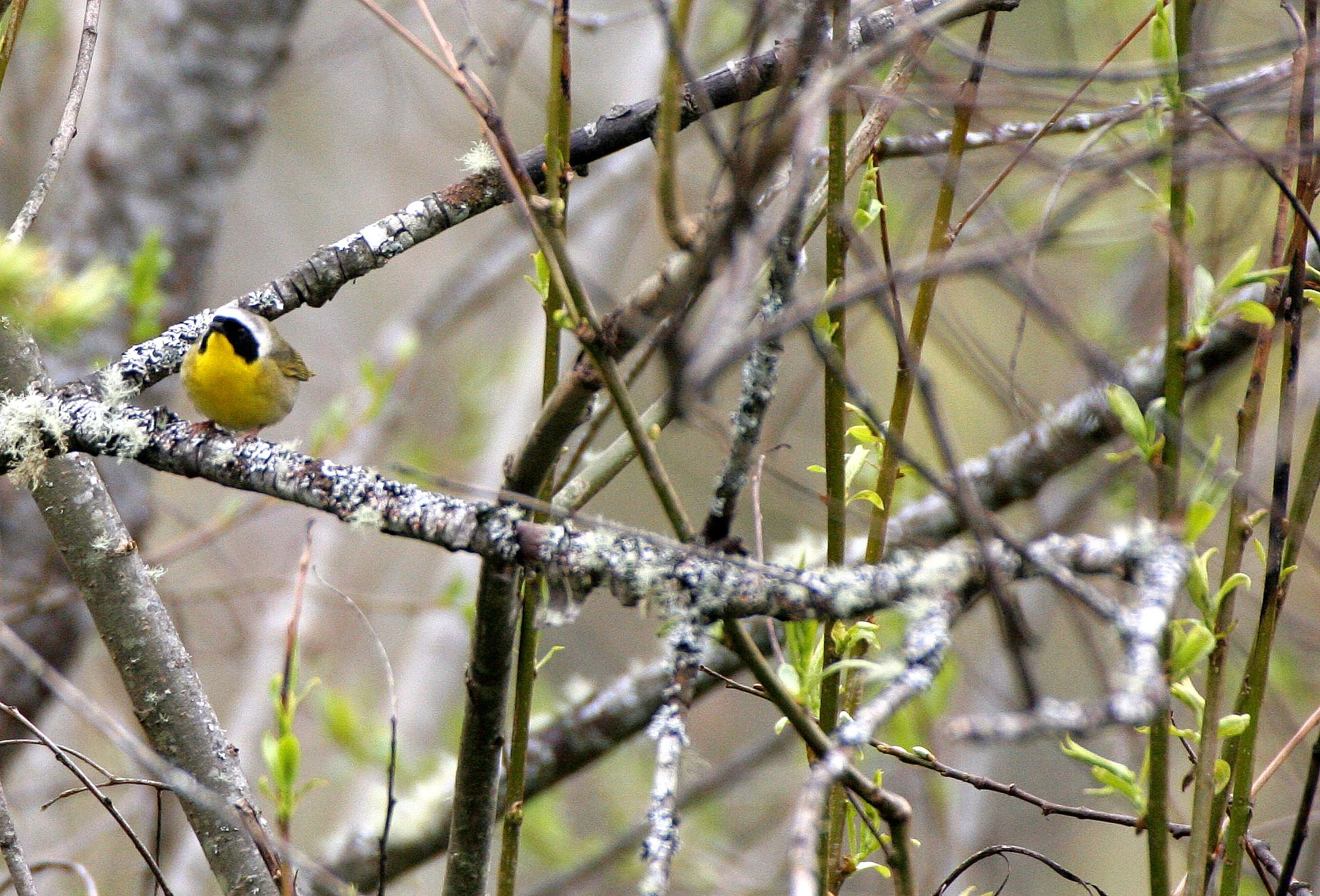 Common Yellowthroat (Geothlypis trichas) Lake Farm, Clallam Co., Washington