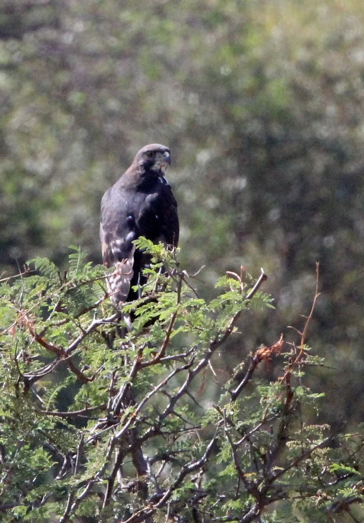 Aquila spilogaster - AFRICAN HAWK-EAGLE - MASAI MARA NATIONAL PARK KENYA (2).JPG