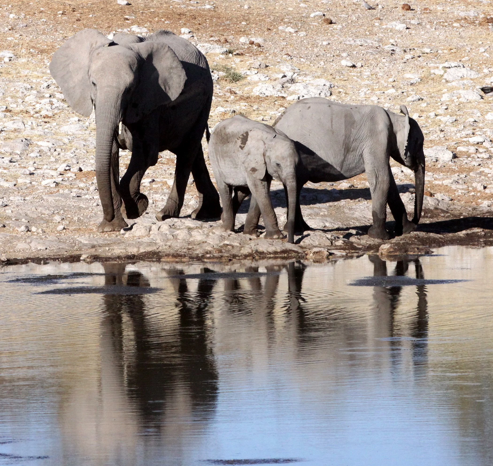ELEPHANT - AFRICAN ELEPHANT - ETOSHA NATIONAL PARK NAMIBIA (24).JPG