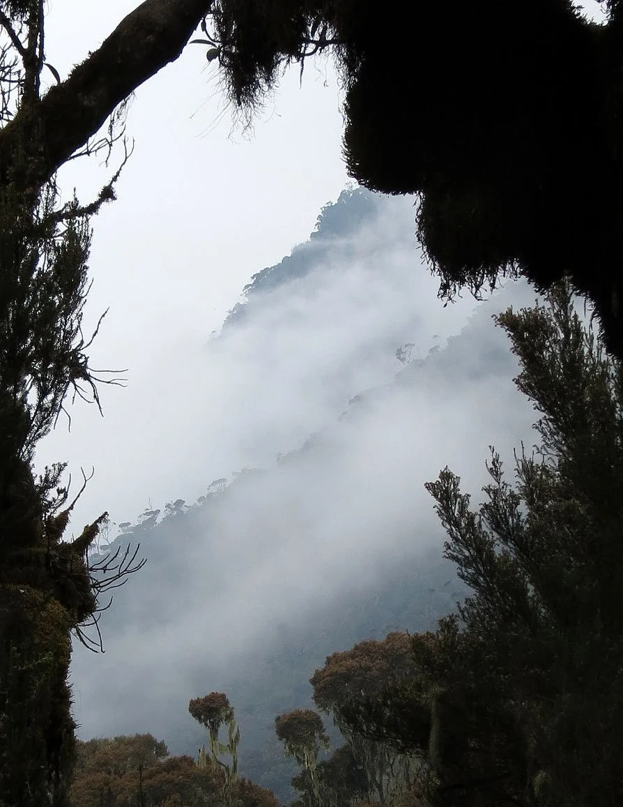 RWENZORI NATIONAL PARK UGANDA (169).JPG
