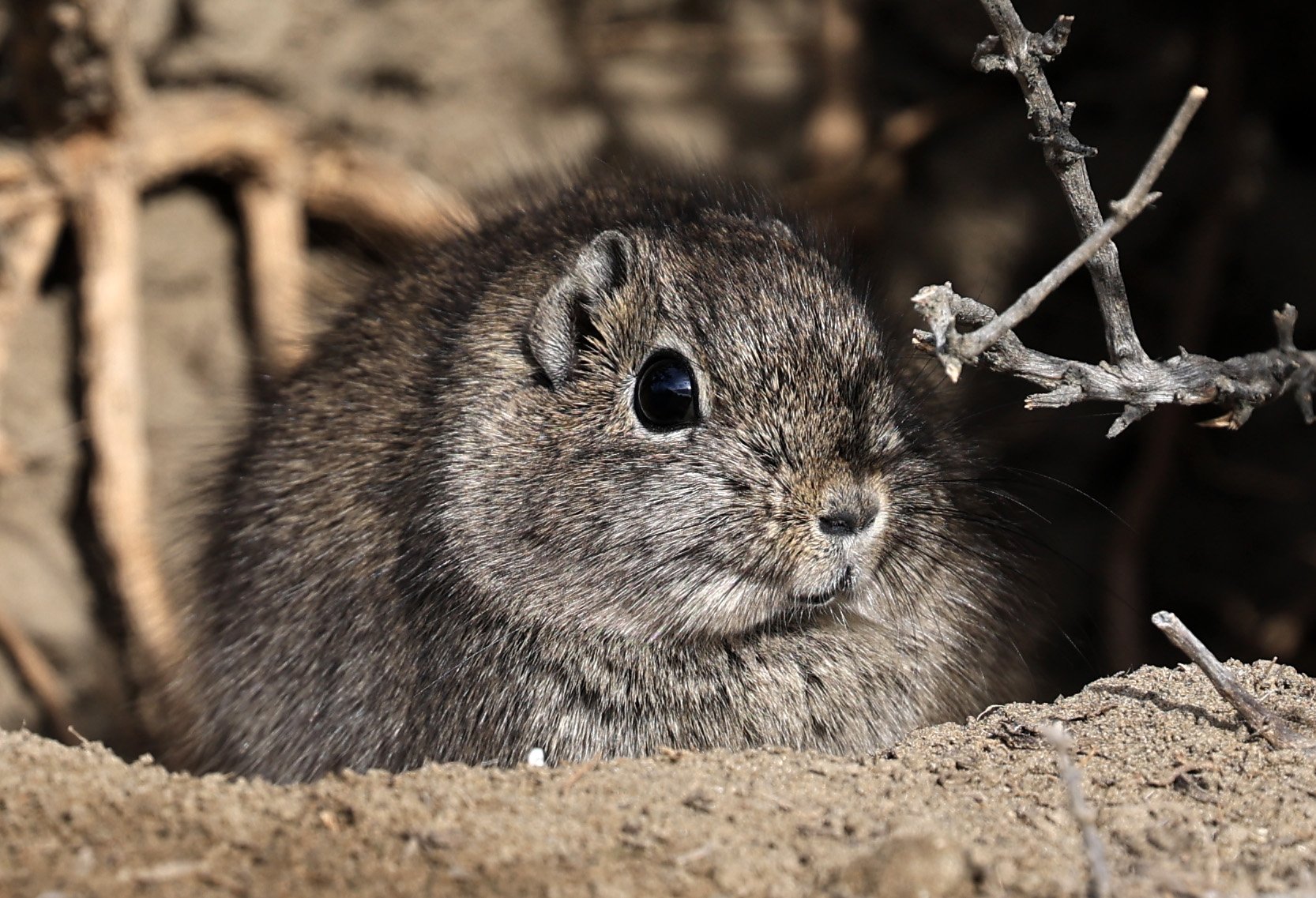 Southern Mountain Cavy (Microcavia australis) Valdes Peninsula, Chubut Province, Argentina Day 2 (1 (9).jpg