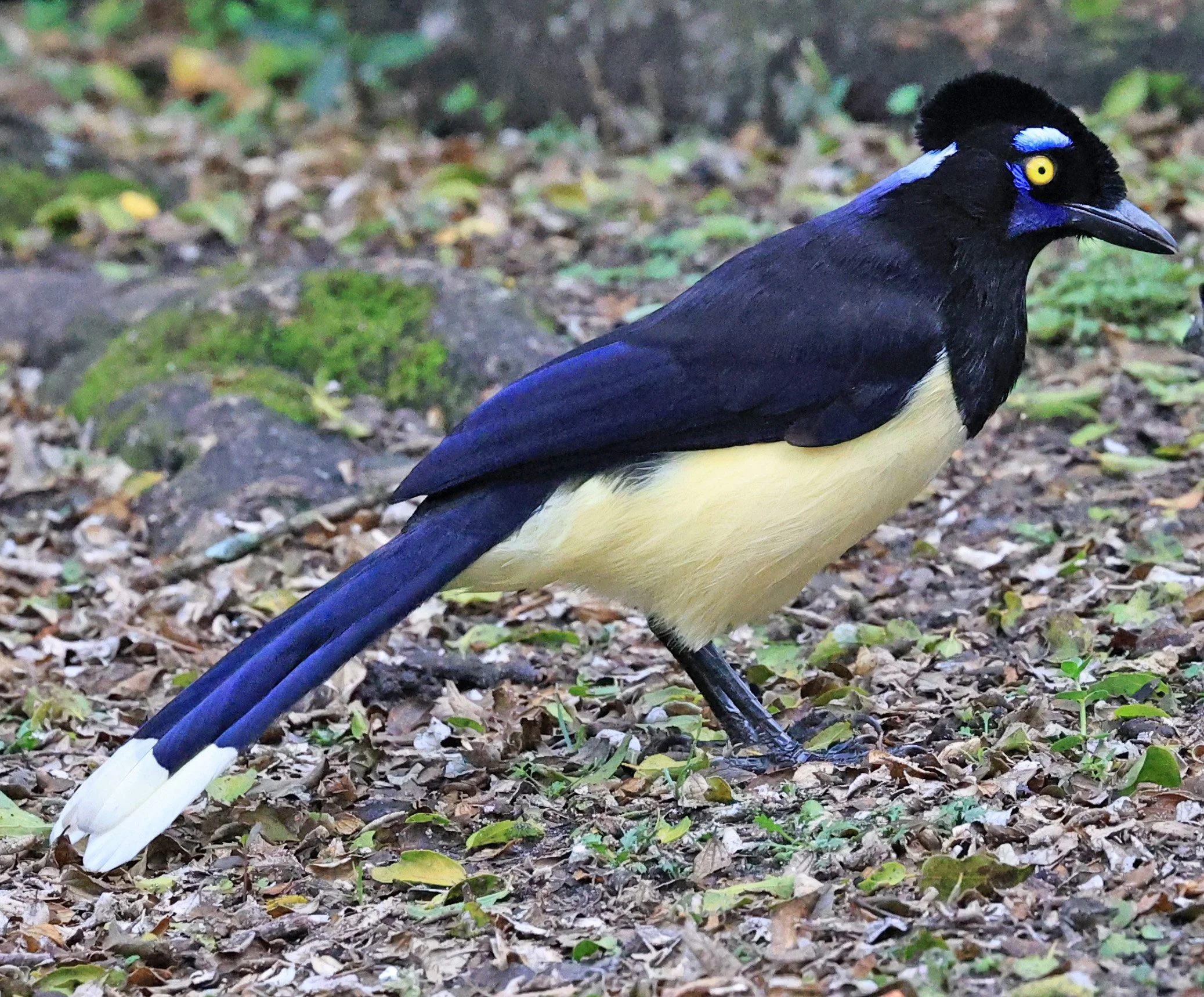 Plush-crested Jay (Cyanocorax chrysops) El Palmar National Park, Entre Rios, Argentina (1).jpg