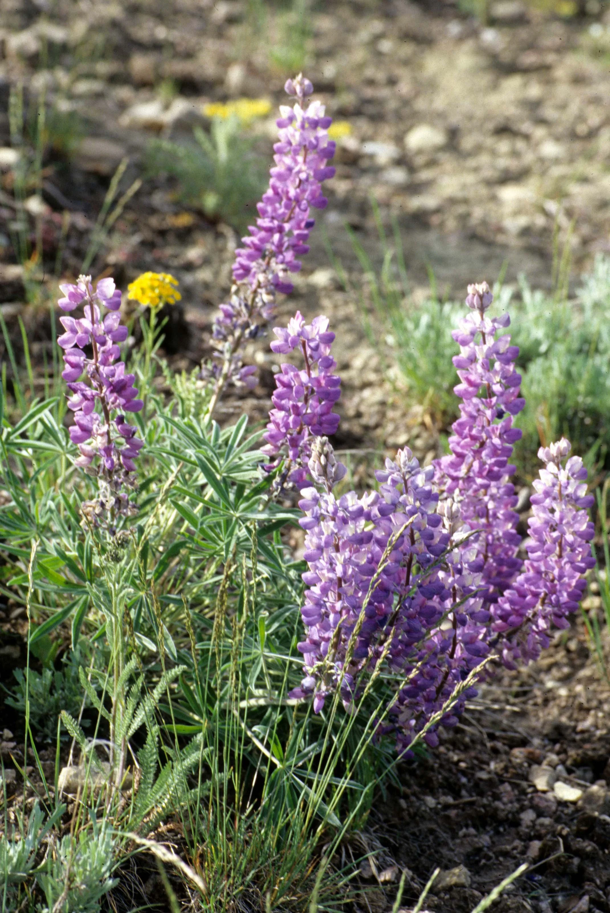 GREAT PLAINS - LUPINUS SPECIES.jpg