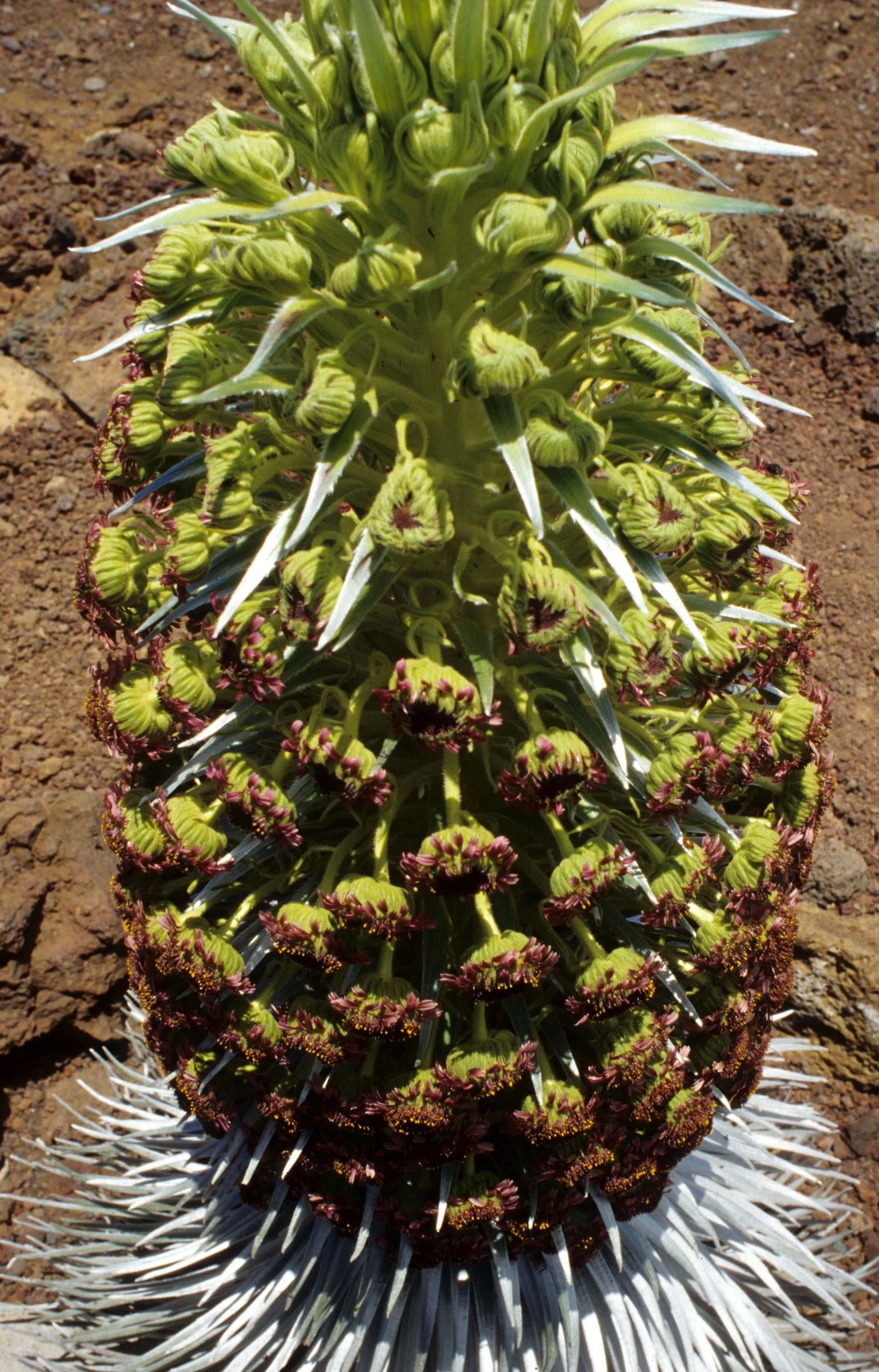 HAWAII - MAUI - SILVERSWORD - HALEAKALA NP (7).jpg