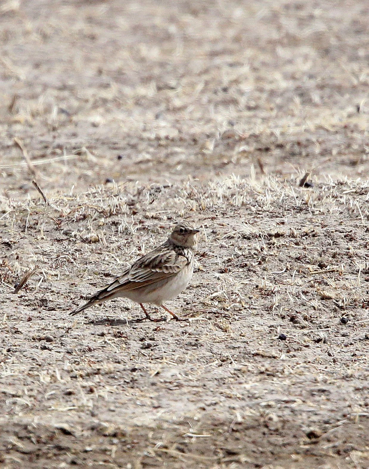 Oriental Skylark (Alauda gulgula) Qinghai Lake China (5).JPG