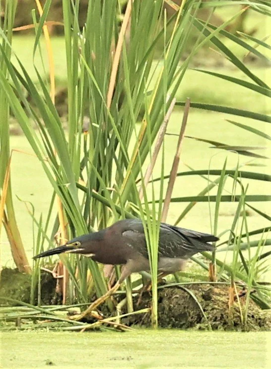 Butorides virescens - GREEN HERON - LINCOLN MARSH WHEATON ILLINOIS 2022 (75).jpg