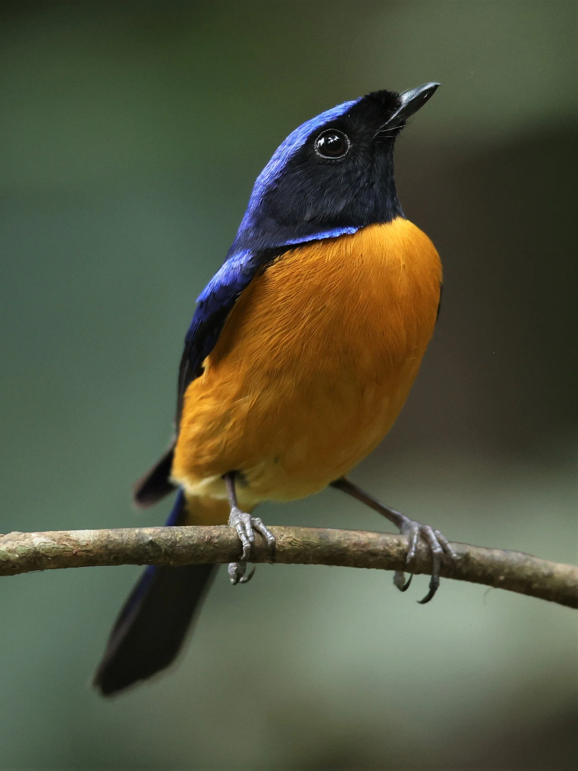 NILTAVA - RUFOUS-BELLIED NILTAVA - Niltava sundar - DOI INTHANON NP CHIANG MAI, DEC 2021 (5).JPG
