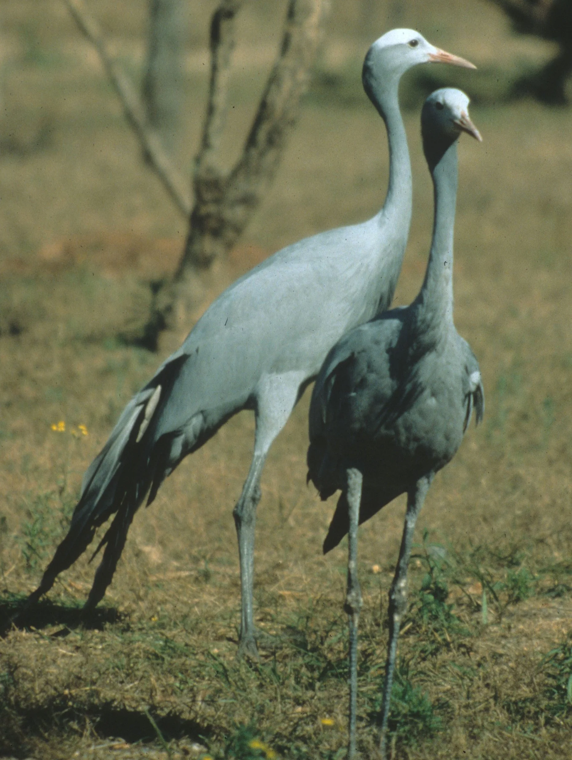 BIRDS - CRANE - BLUE - KRUGER J.jpg