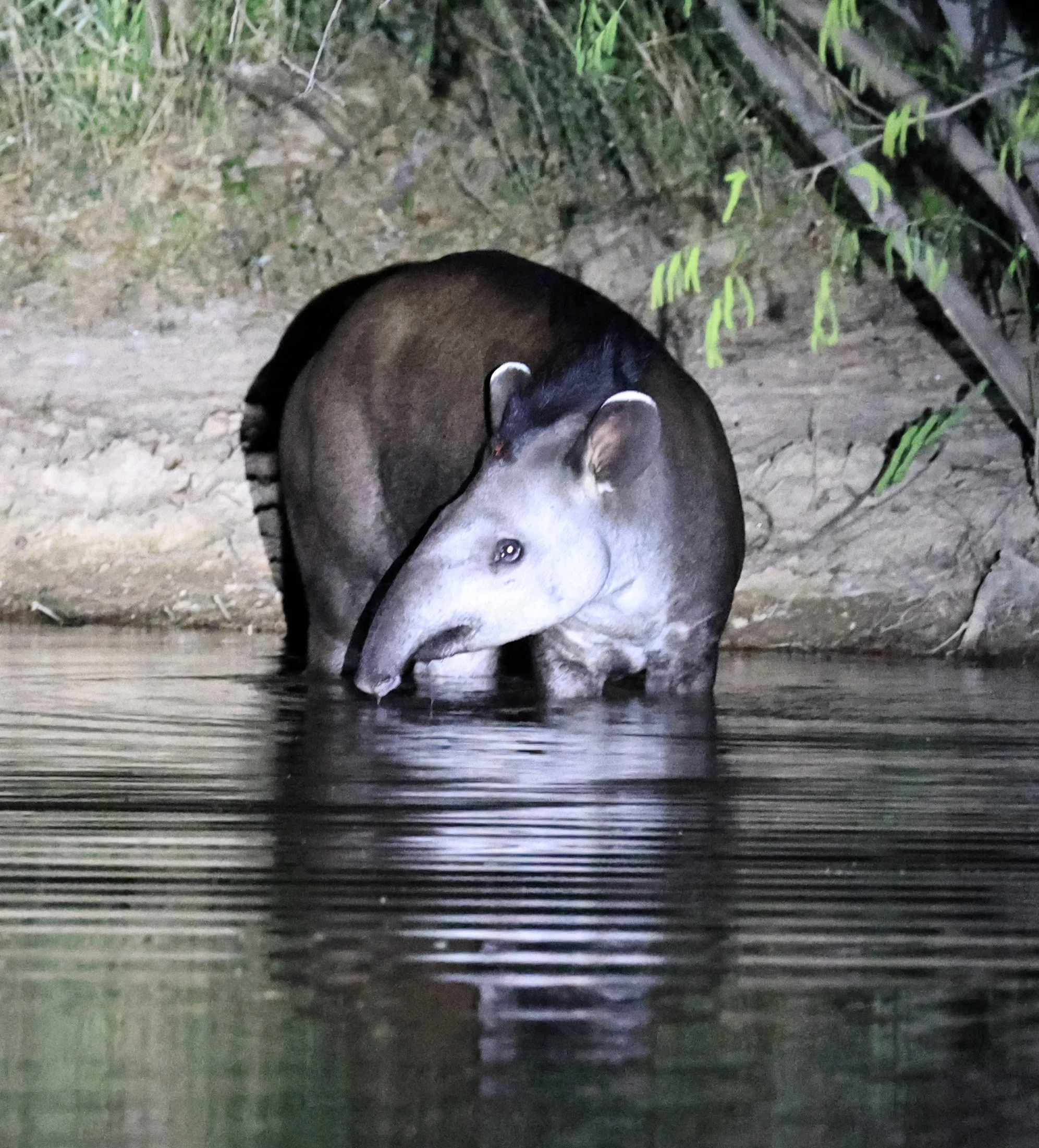South American Tapir (Tapirus terrestris) Hotel Campestre Iparoma Paraguay  (11).jpg