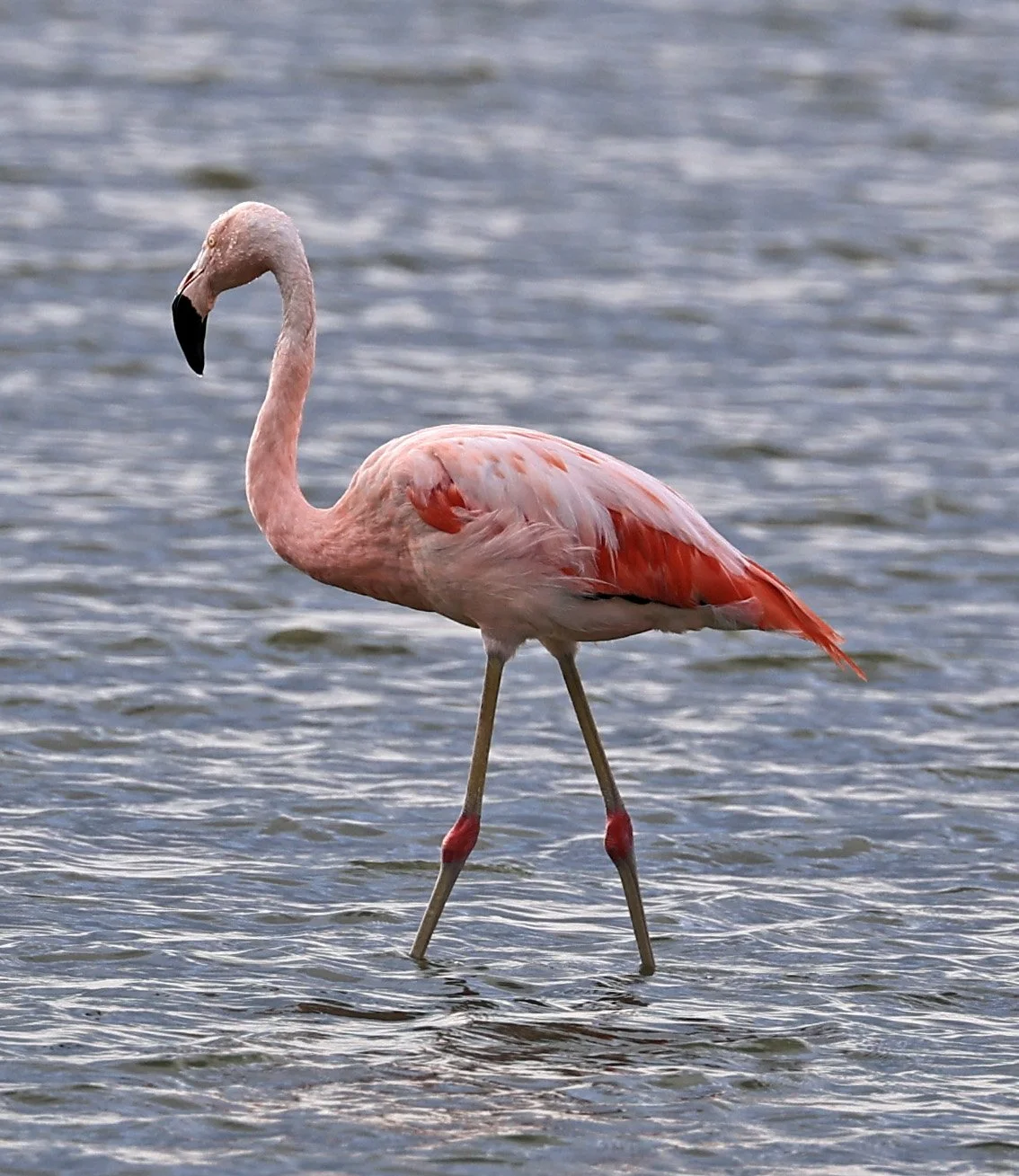 Chilean Flamingo (Phoenicopterus chilensis) Chaco Lodge & Laguna Salada Paraguay (15).jpg