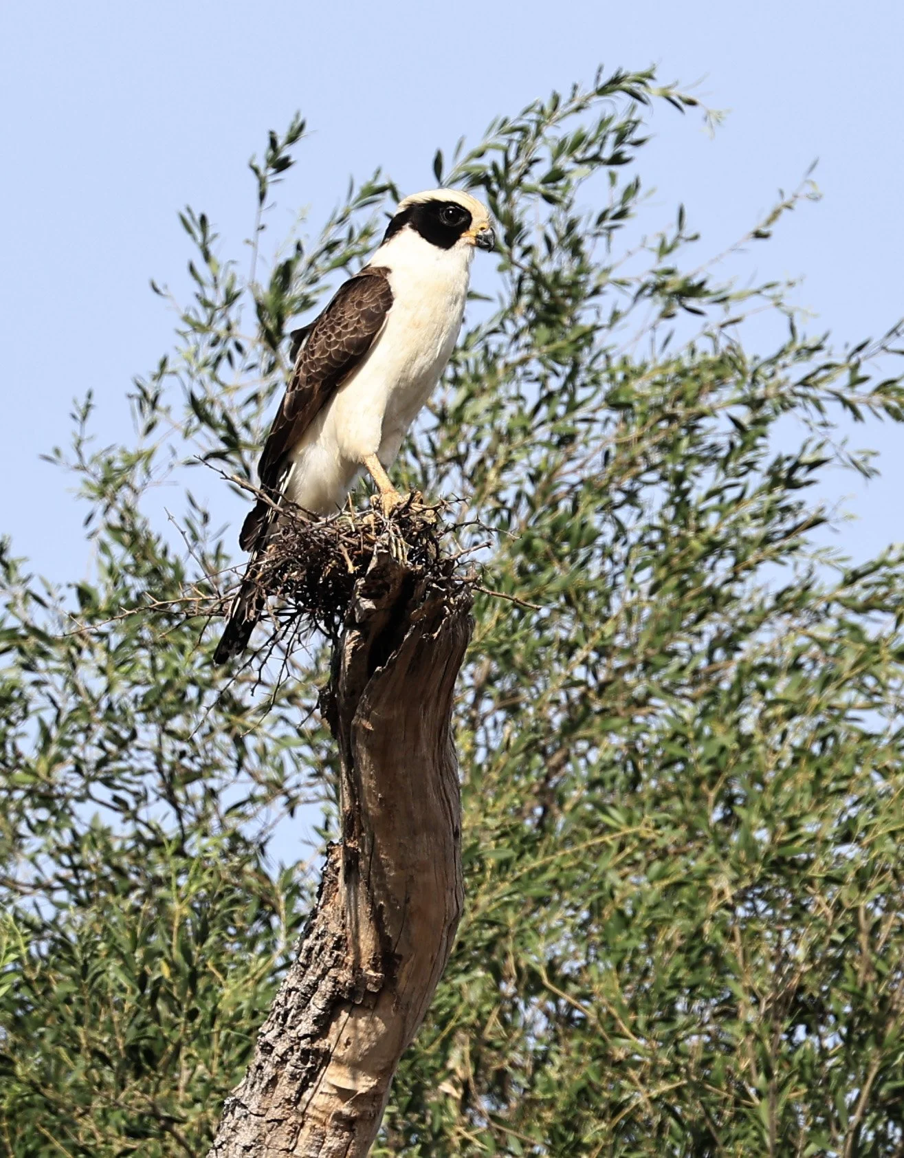 Laughing Falcon (Herpetotheres cachinnans) Reserva Natural Canada el Carmen, Paraguay (6).jpg