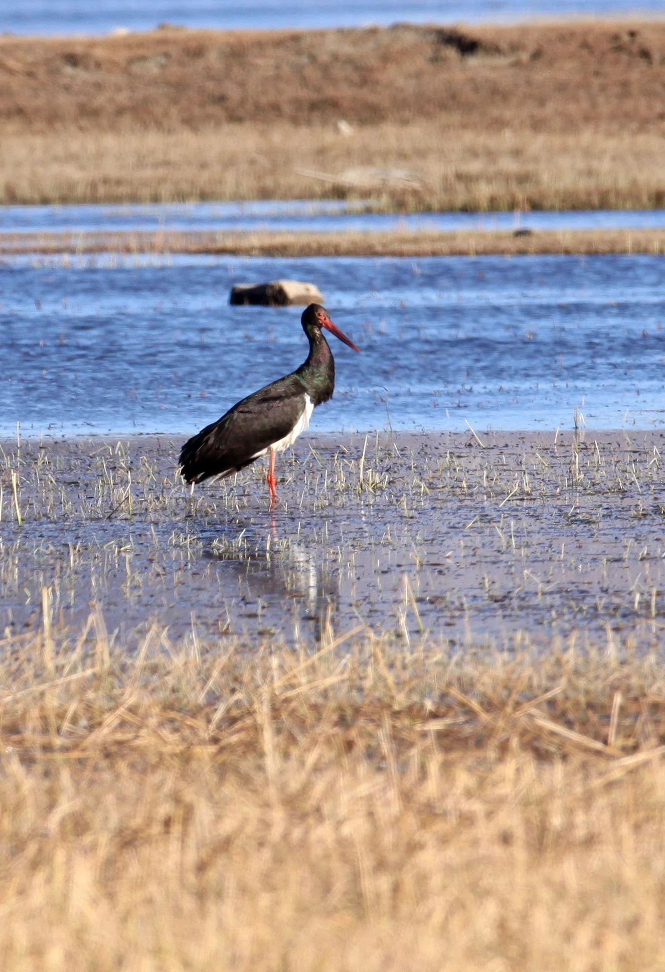 STORK - BLACK STORK - Ciconia nigra - NAPAHAI WETLANDS YUNNAN CHINA (25).JPG