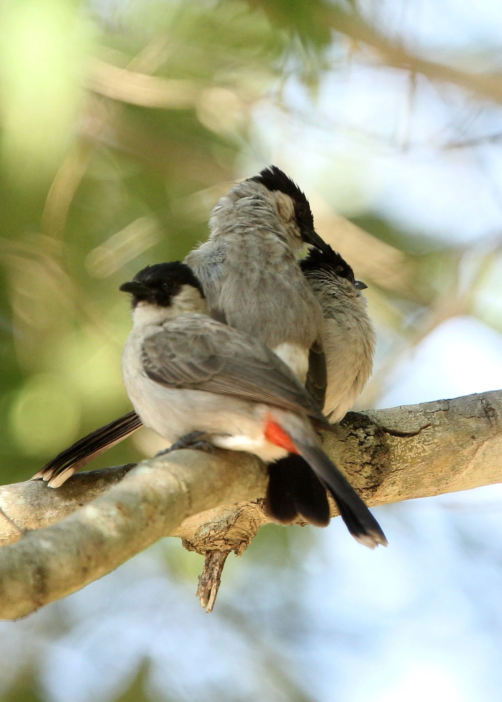 BULBUL - SOOTY-HEADED BULBUL - Pycnonotus aurigaster - HUAI KHA KHAENG NWS THAILAND (15).JPG