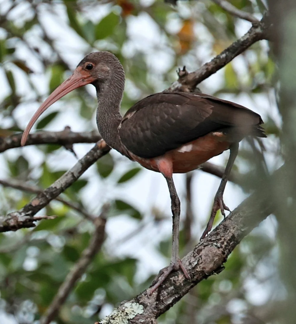 Scarlet Ibis (Eudocimus ruber) Superagüi National Park
