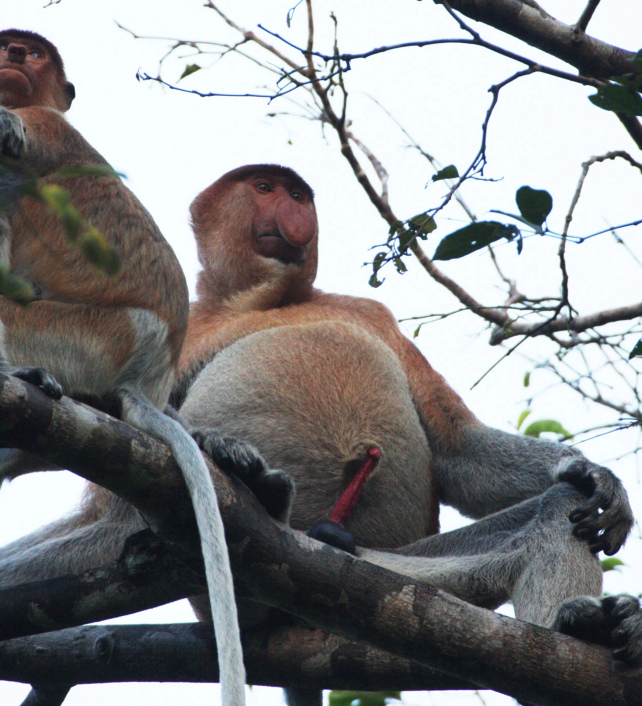 CERCOPITHECIDAE - Nasalis larvatus -PROBOSCIS MONKEY TROOP - KINABATANGAN RIVER BORNEO  (62).JPG