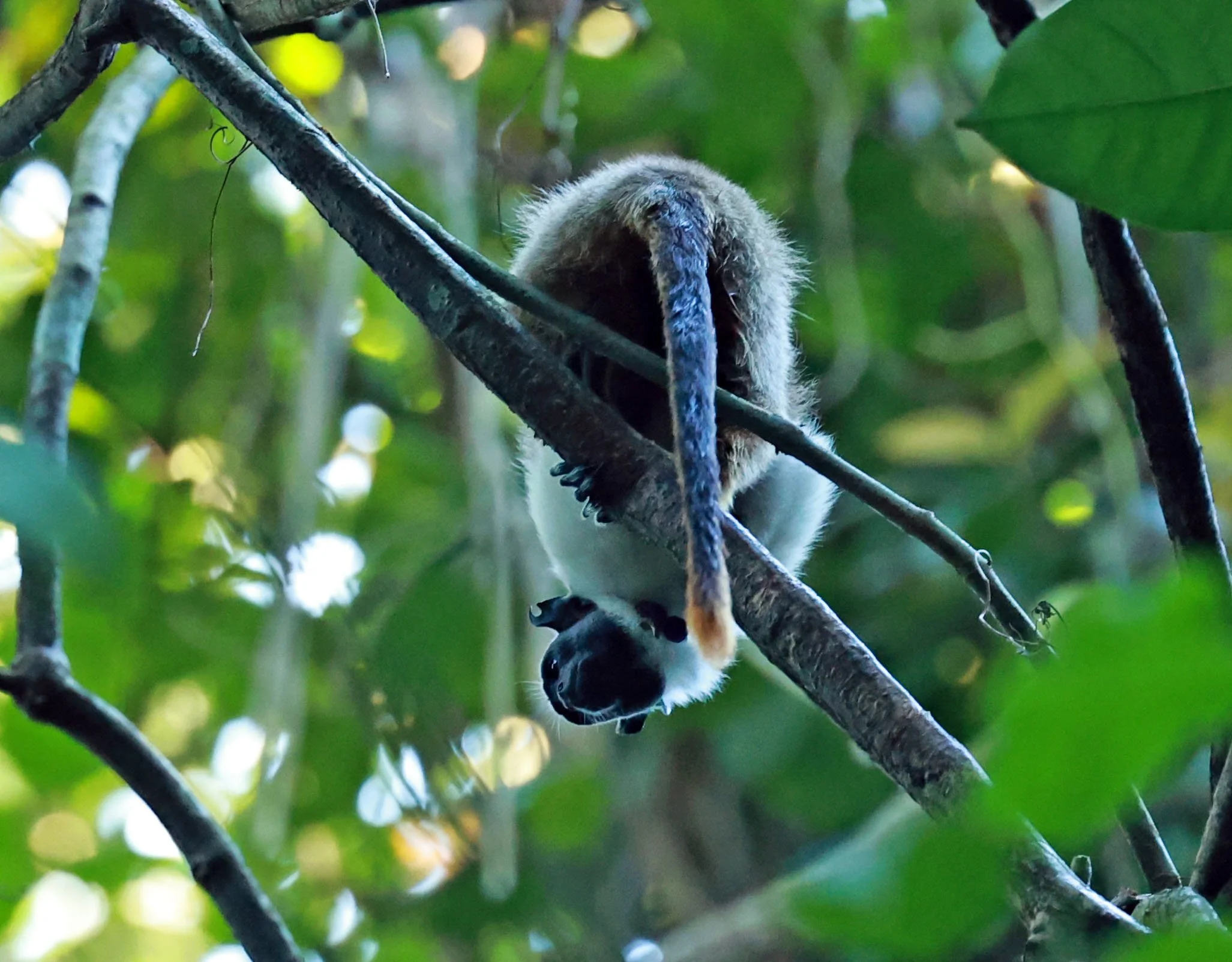 Callitrichidae - Saguinus bicolor - Pied Tamarin - INPA - National Institute of Amazonian Research, Manaus Brazil (21).jpg