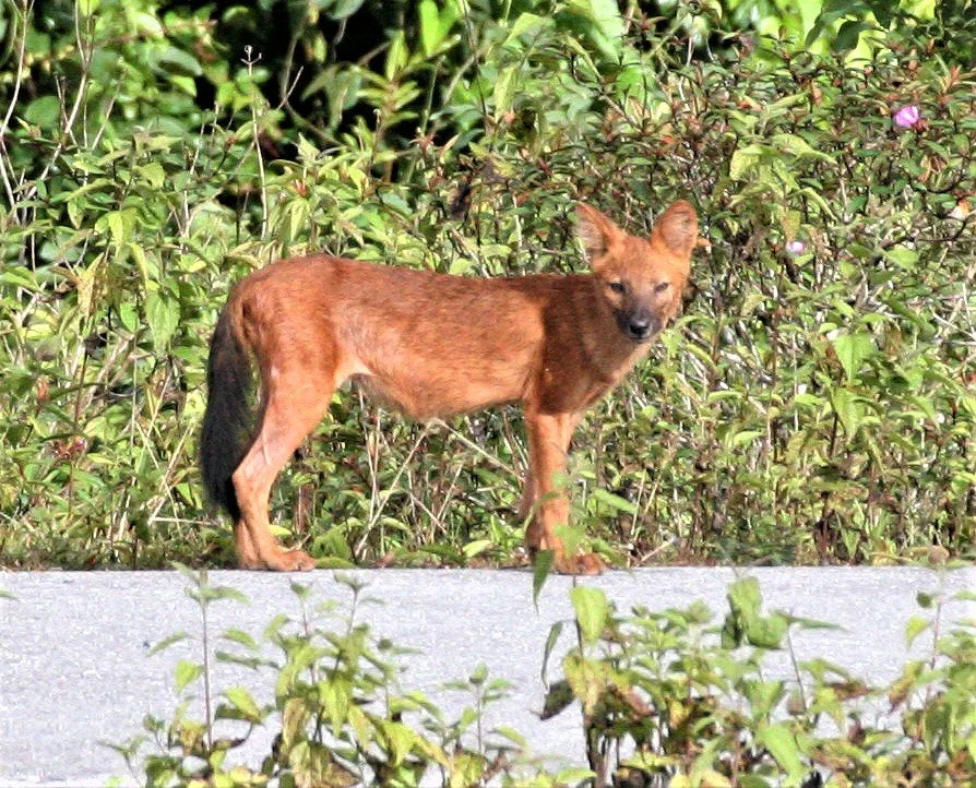 DHOLE - Cuon alpinus - KHAO YAI NATIONAL PARK THAILAND (39)a.jpg
