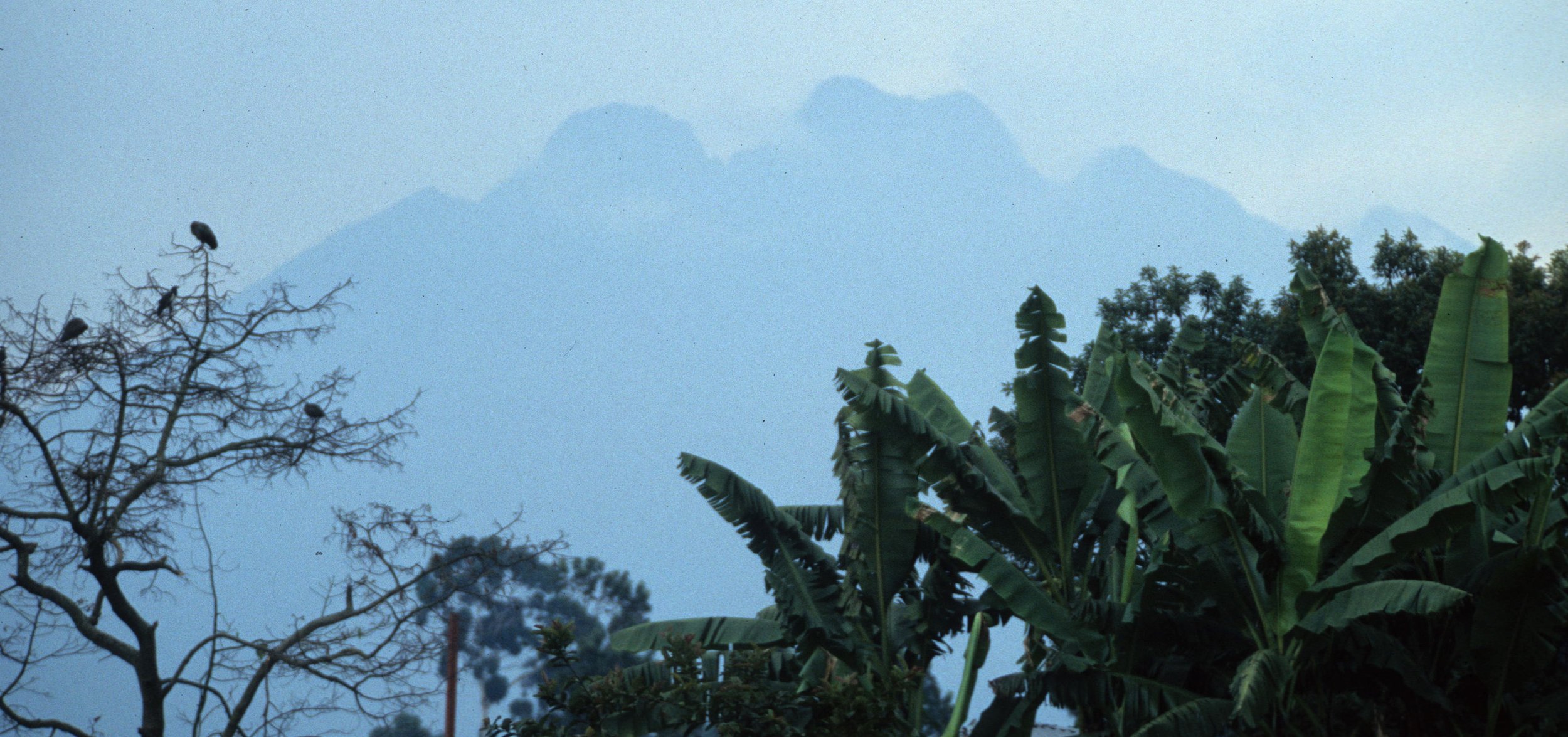 RWANDA - VISOKE A.jpg