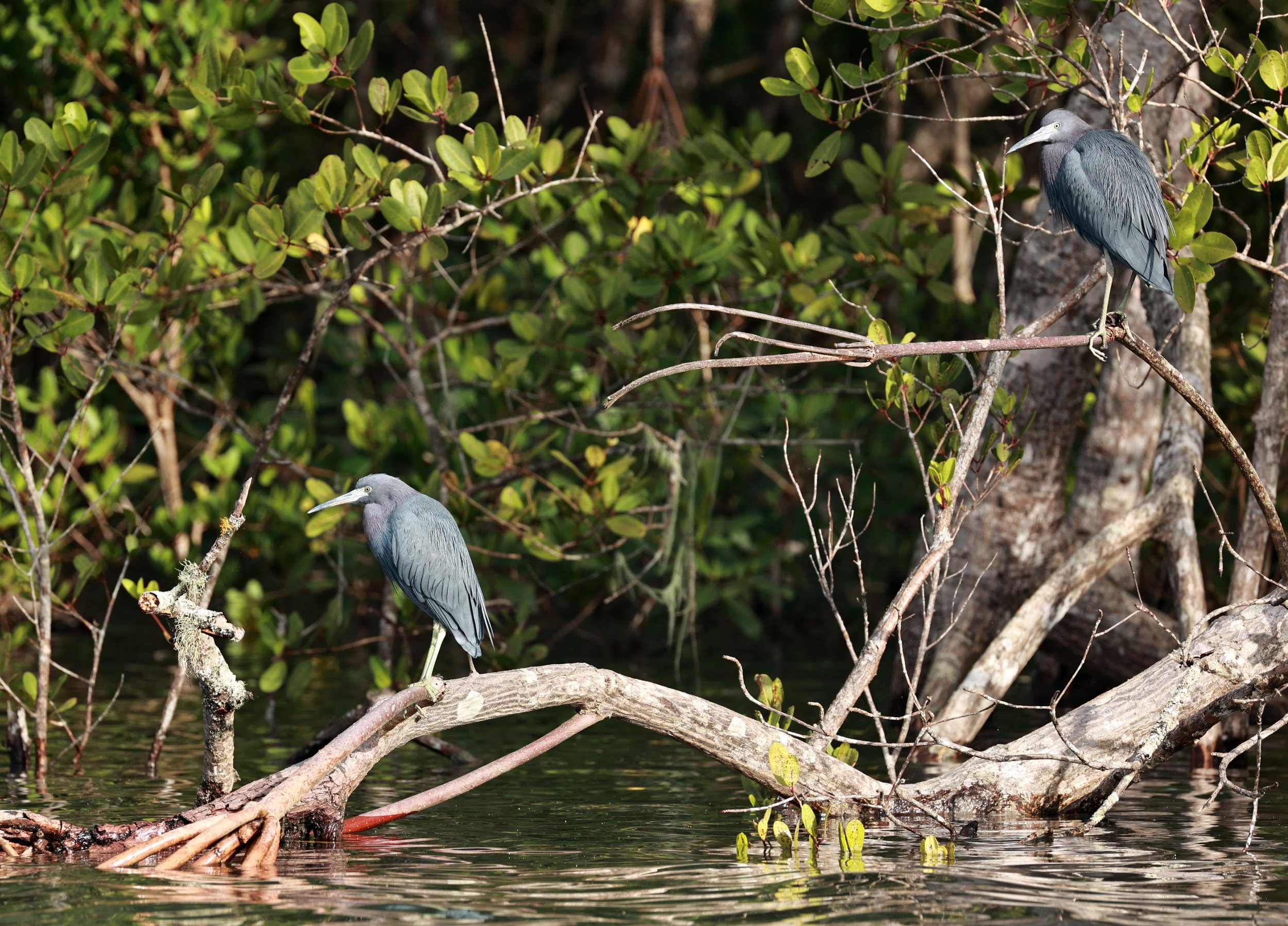 Little Blue Heron (Egretta caerulea) Superagüi National Park, Brazil (8).jpg
