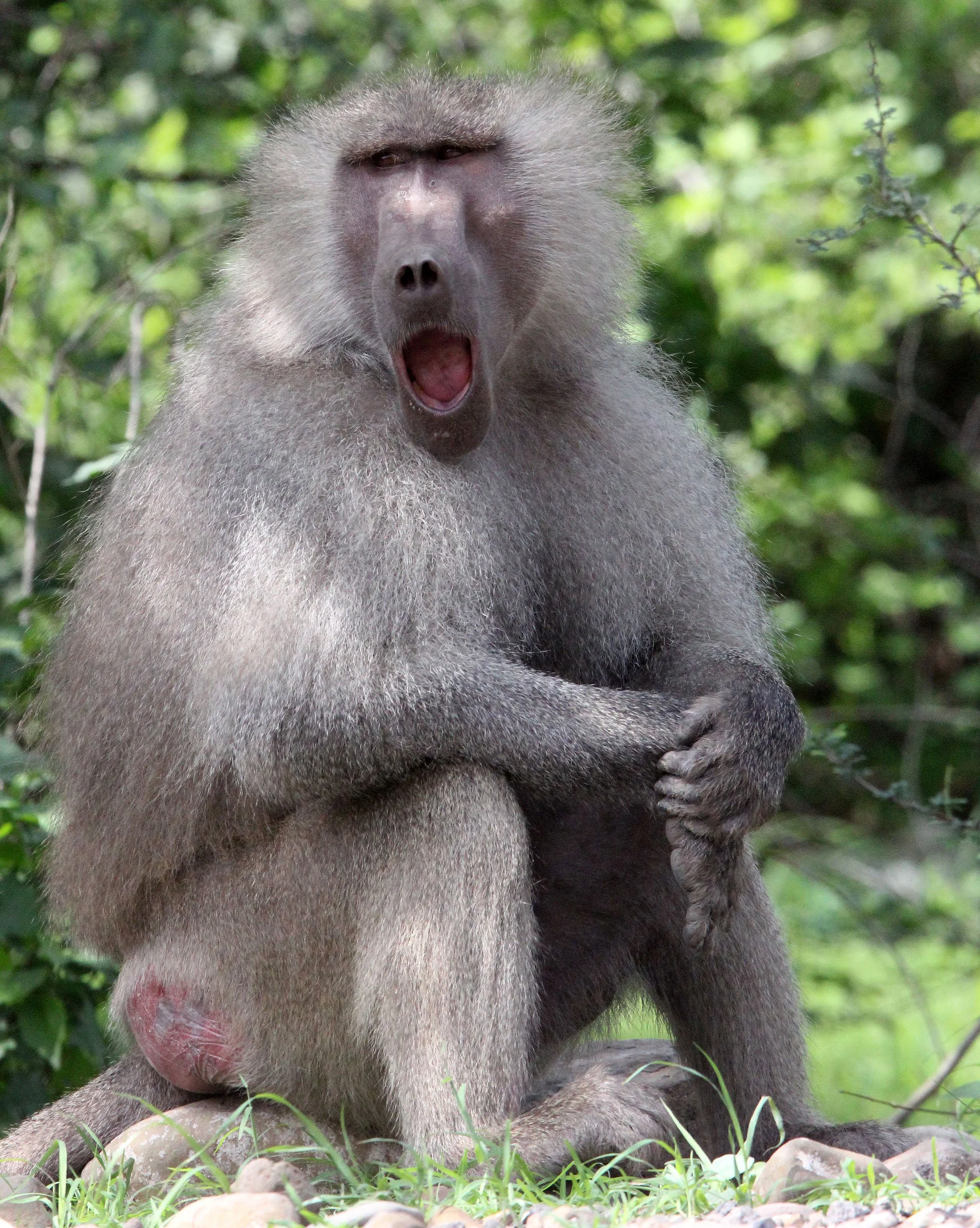 CERCOPITHECIDAE - Papio hamadryas - HAMADRYAS BABOON - AWASH NATIONAL PARK ETHIOPIA (204).JPG