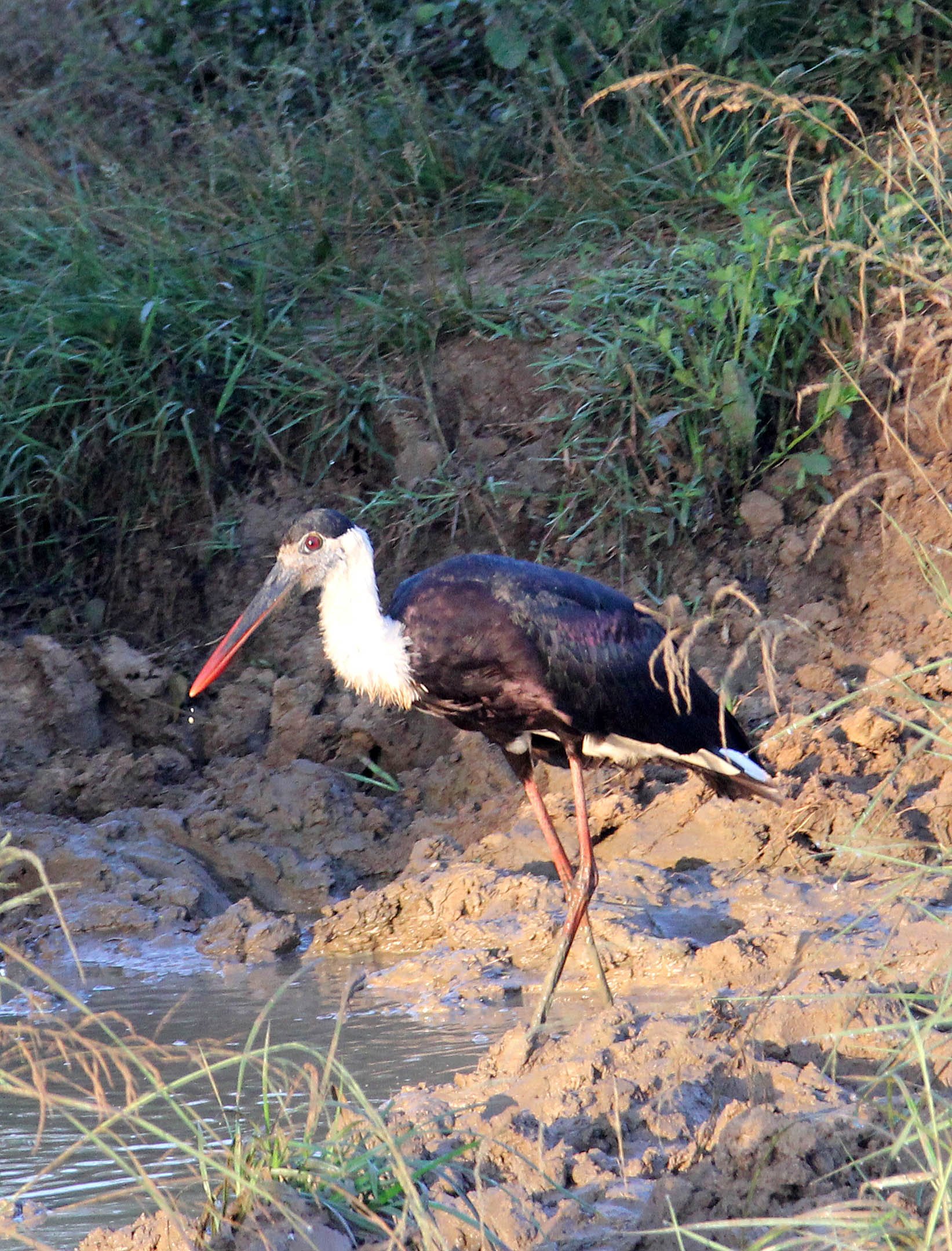 STORK - WOOLLY-NECKED STORK - Ciconia episcopus - UDAWALAWA NATIONAL PARK SRI LANKA (10).JPG