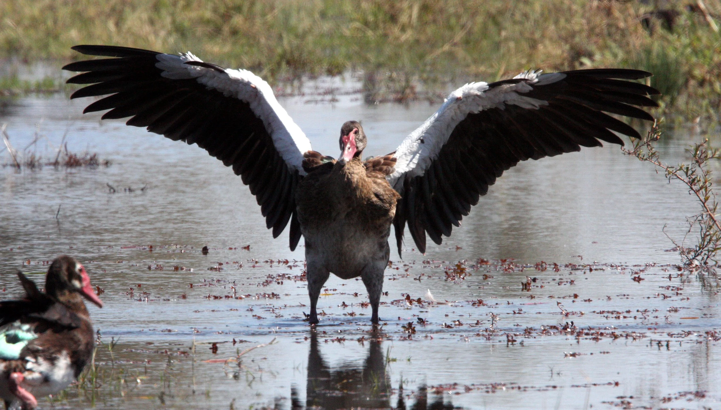 GOOSE - SPUR-WINGED GOOSE - Plectropterus gambensis - KHWAI CAMP OKAVANGO BOTSWANA (60).JPG