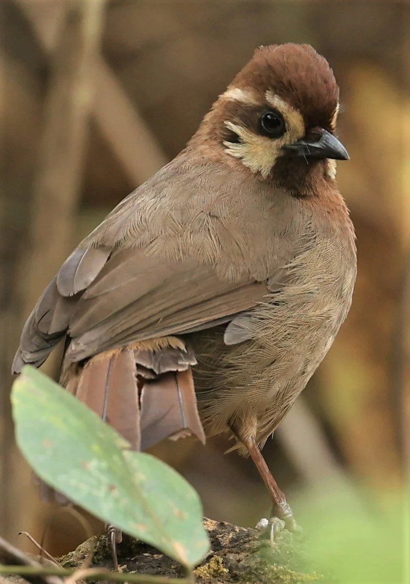 LAUGHINGTHRUSH - WHITE-BROWED LAUGHINGTHRUSH - Pterorhinus sannio - DOI SAN JU (DOI LANG WEST) FEB 2022 (9).jpg