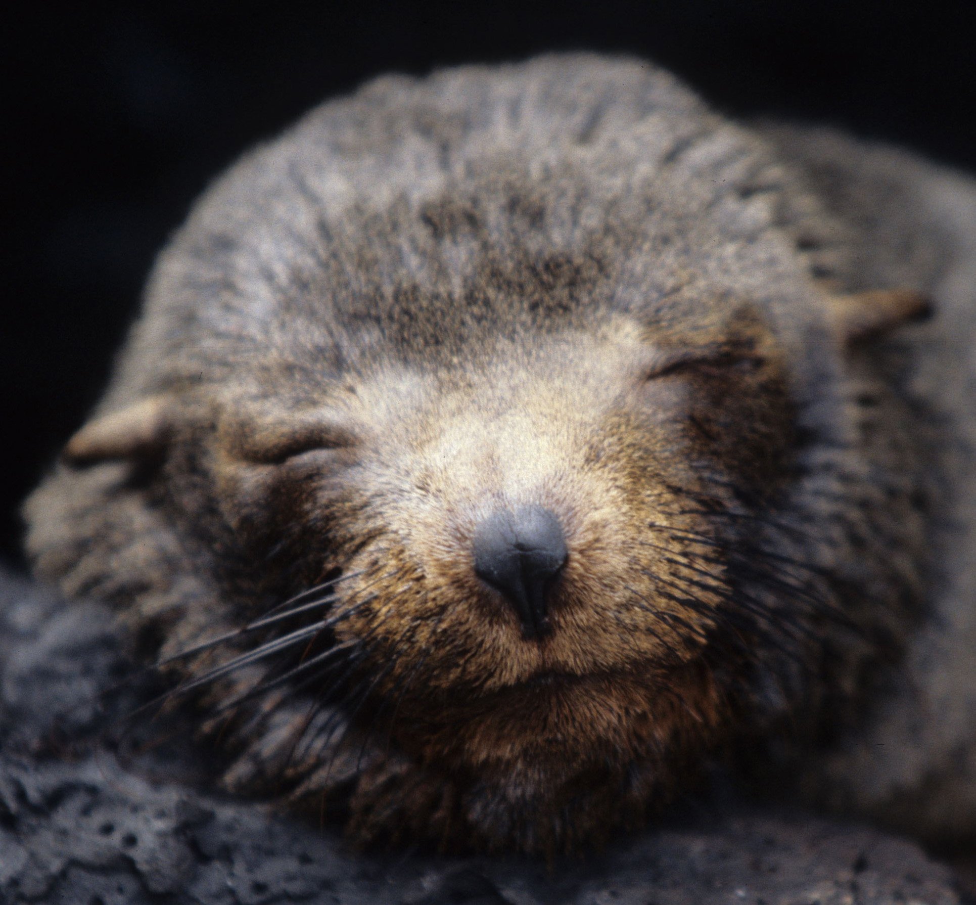Arctocephalus galapagoensis - GALAPAGOS FUR SEAL - GALAPAGOS ISLANDS (20).jpg