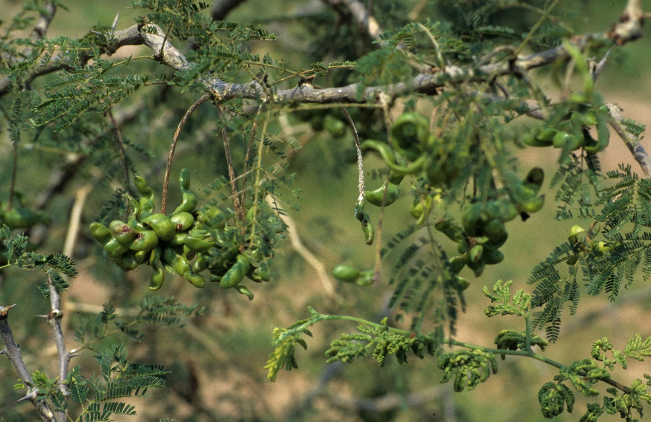 SERENGETI - ACACIA C.jpg