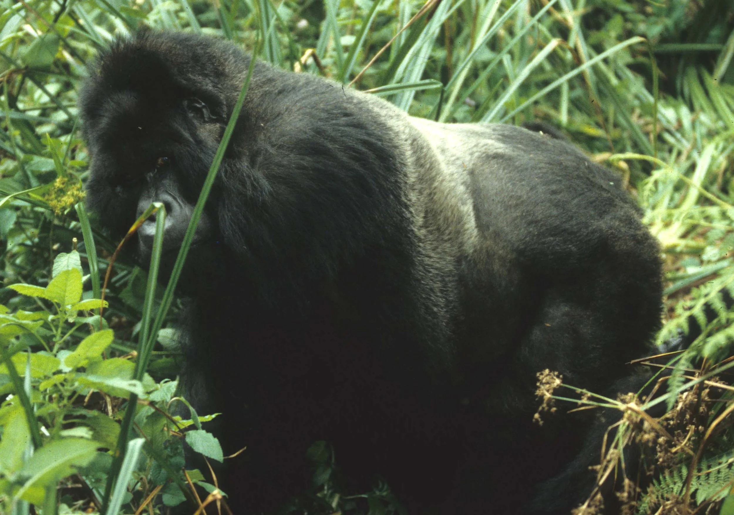 PRIMATE - GORILLA-RWANDA PARC DU VULCANS (52).jpg