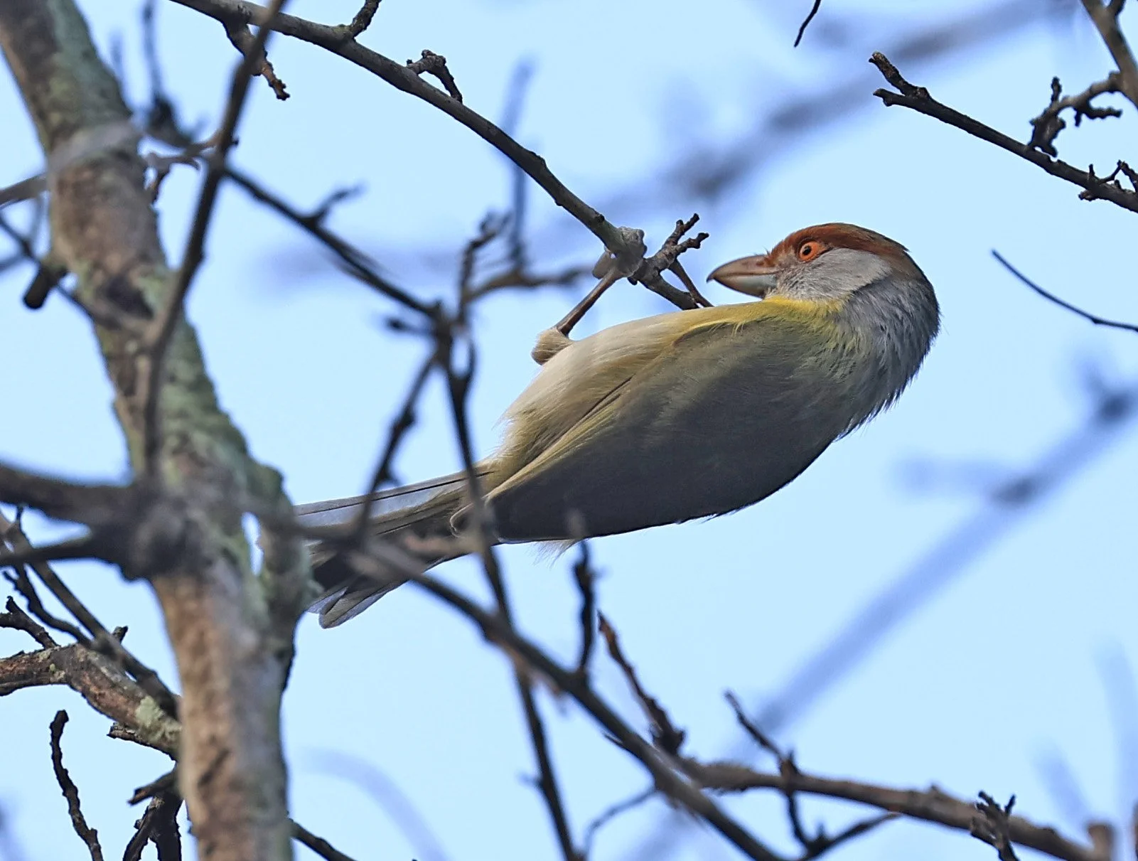 Rufous-browed Peppershrike (Cyclarhis gujanensis) Selva Serena Natural Reserve (9).jpg