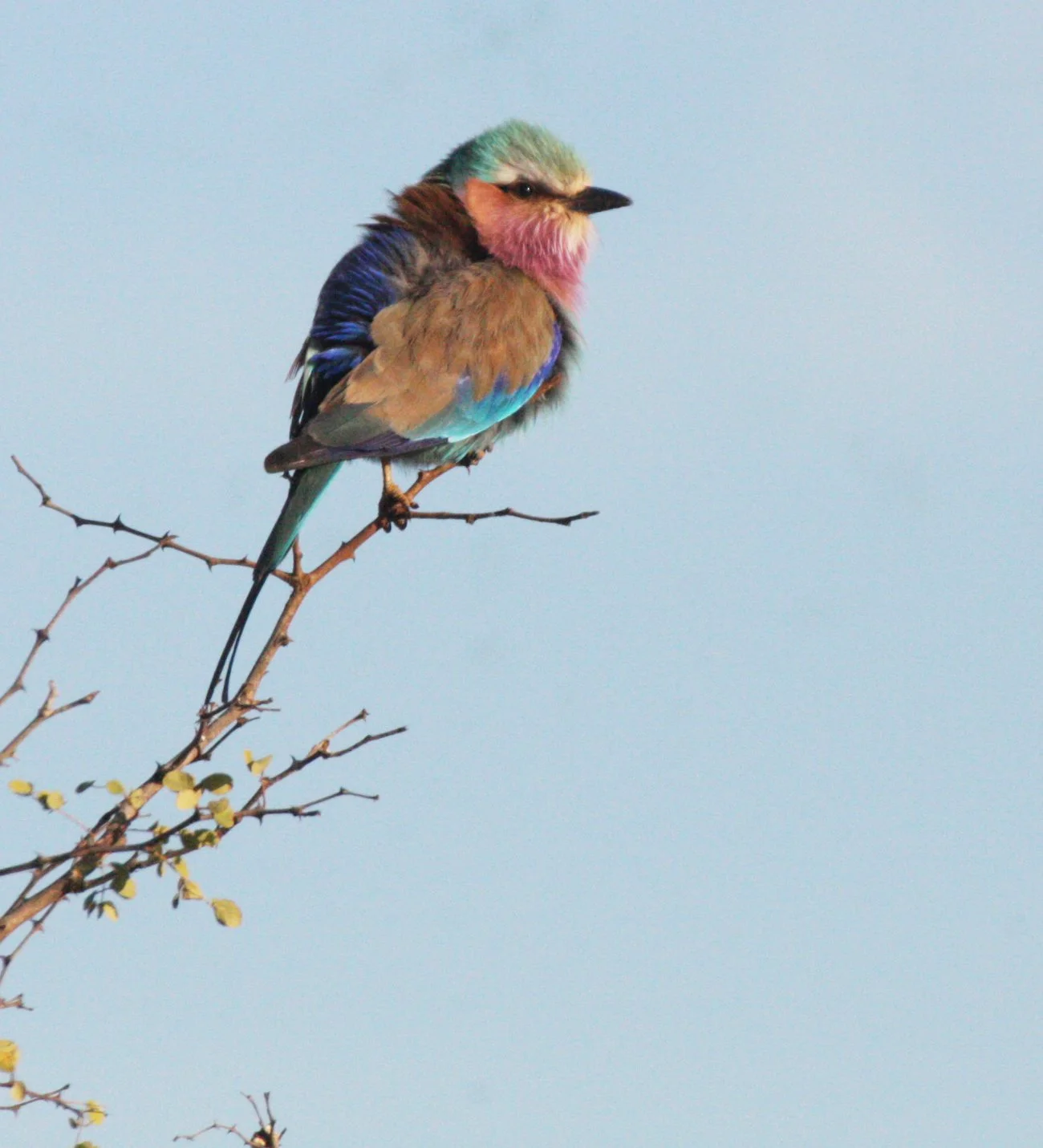 Lilac-breasted Roller (Coracias caudatus) Kruger NP South Africa.JPG