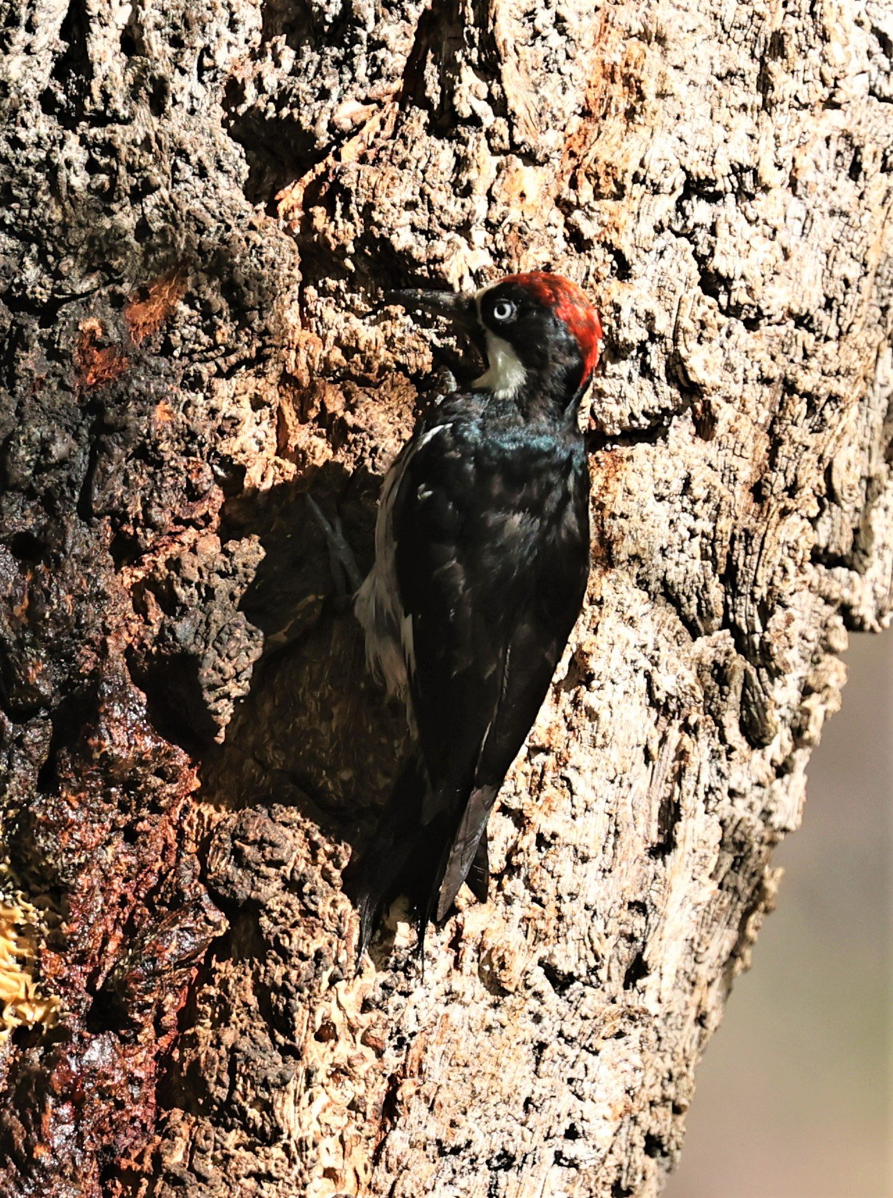 Melanerpes formicivorus - ACORN WOODPECKER - CAVE CREEK ARIZONA AUGUST 2022 (270).jpg