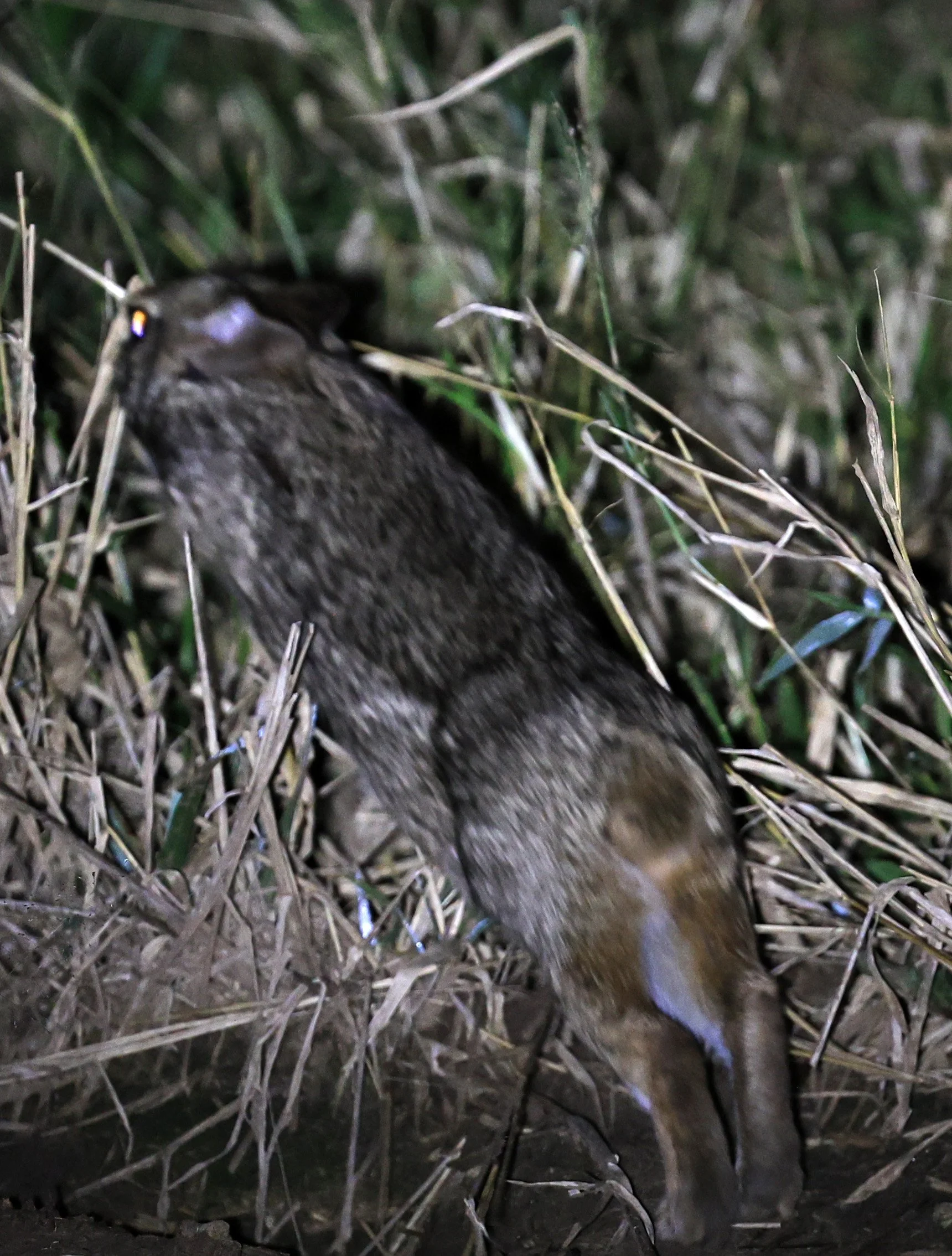 Tapeti (Sylvilagus brasiliensis) Chaco Lodge & Laguna Salada Paraguay (10).jpg