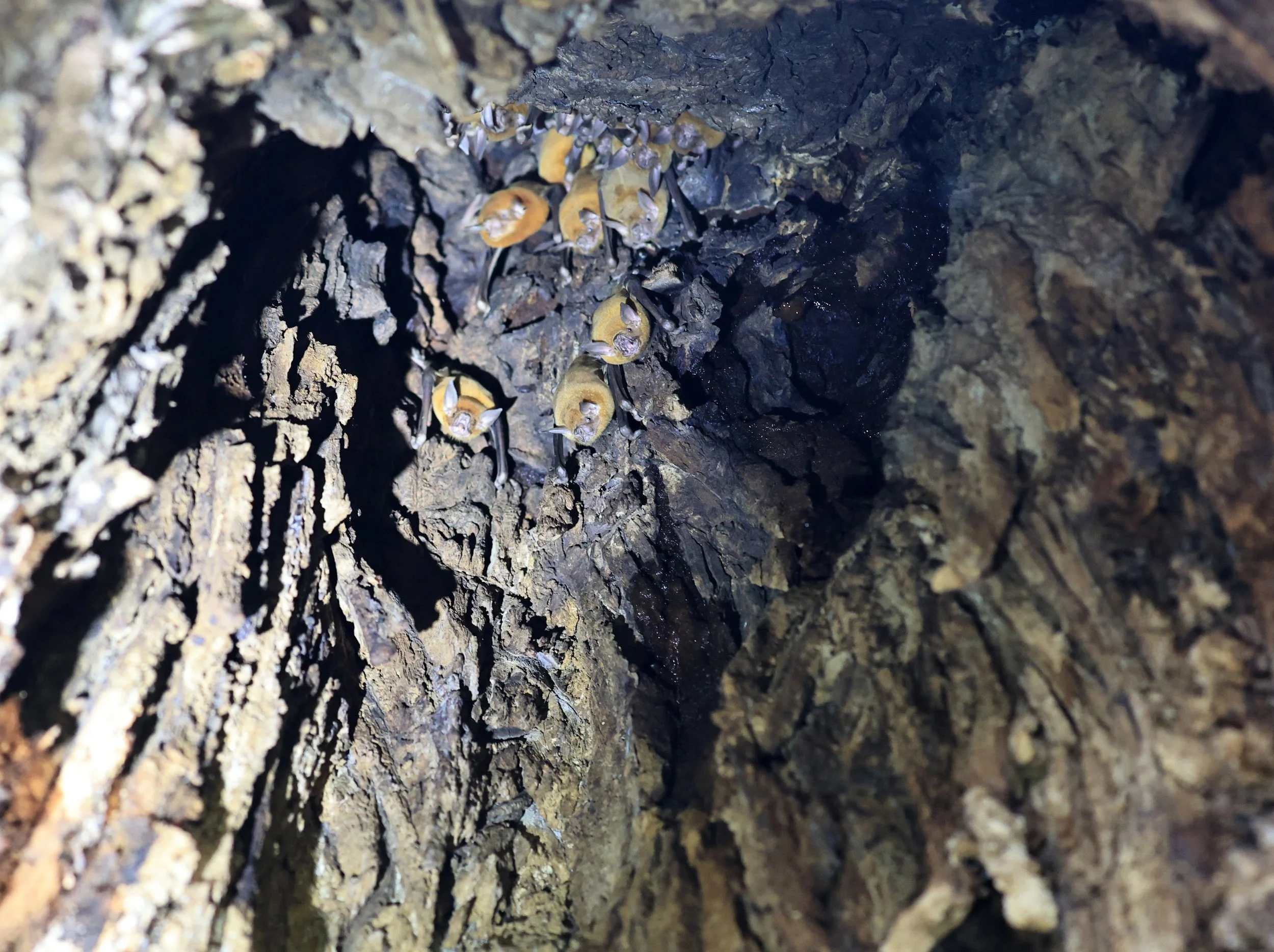 Lesser Bulldog Bat (Noctilio albiventris)