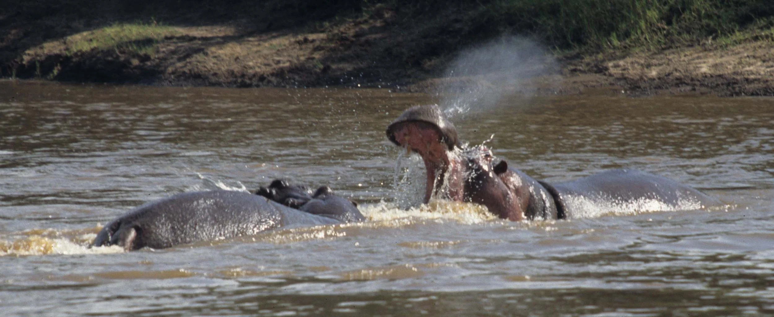 HIPPO- SERENGETI - FIGHT 6.jpg