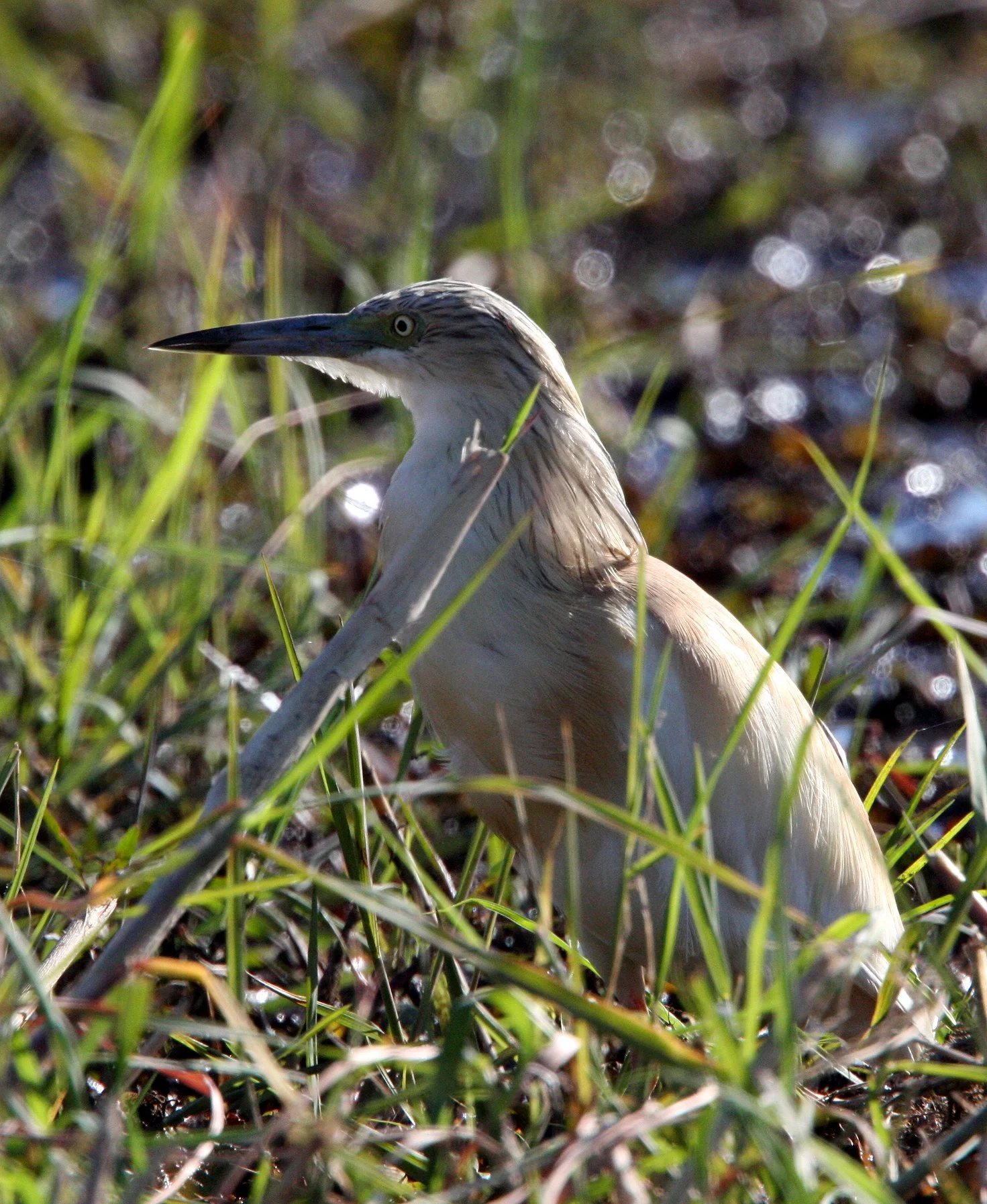 HERON - SQUACCO HERON - Ardeola ralloides - CHOBE NATIONAL PARK BOTSWANA (20).JPG
