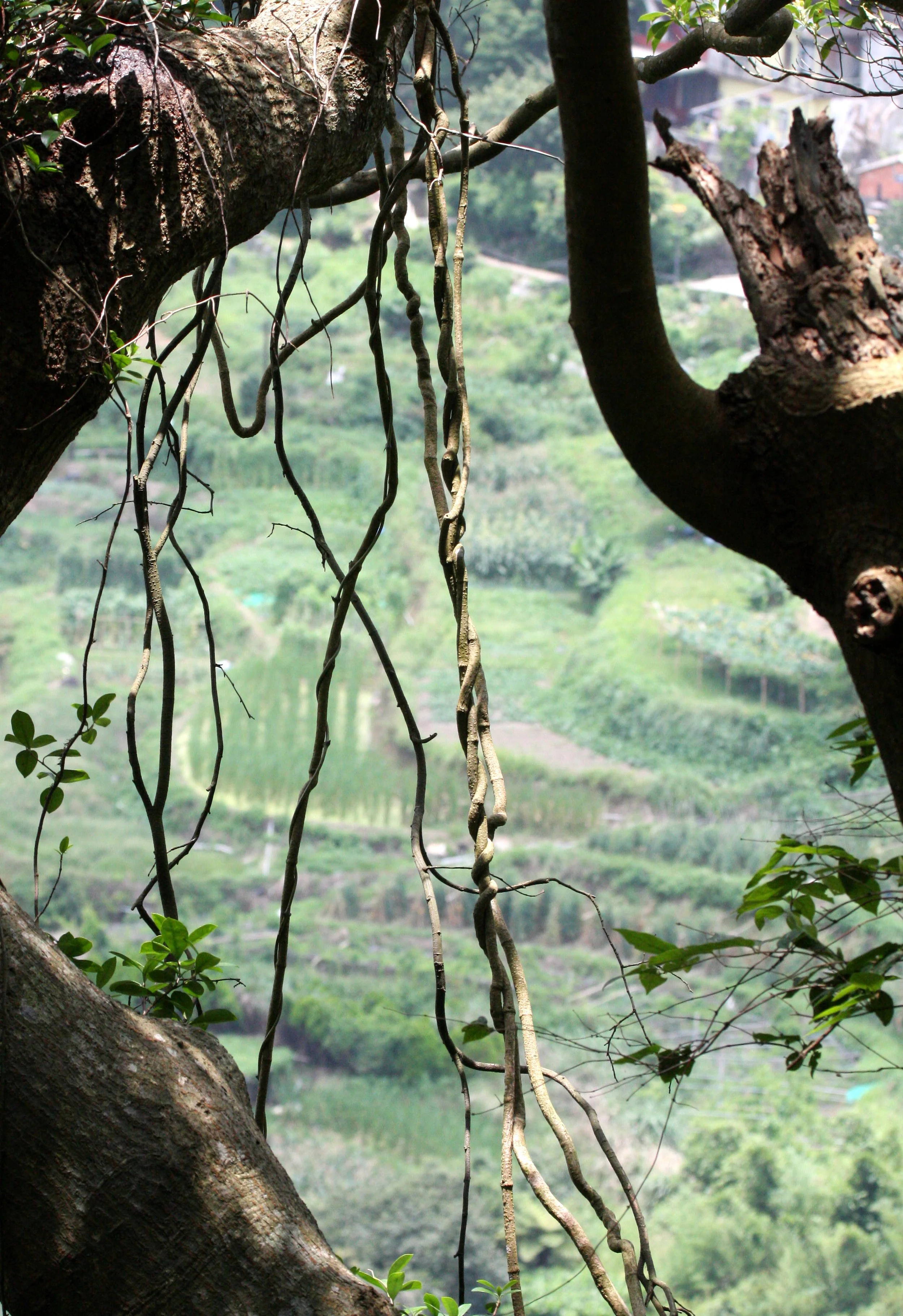 TAIPEI - MACAQUE TRAIL - LOOKING FOR FORMOSAN MACAQUE (12).JPG