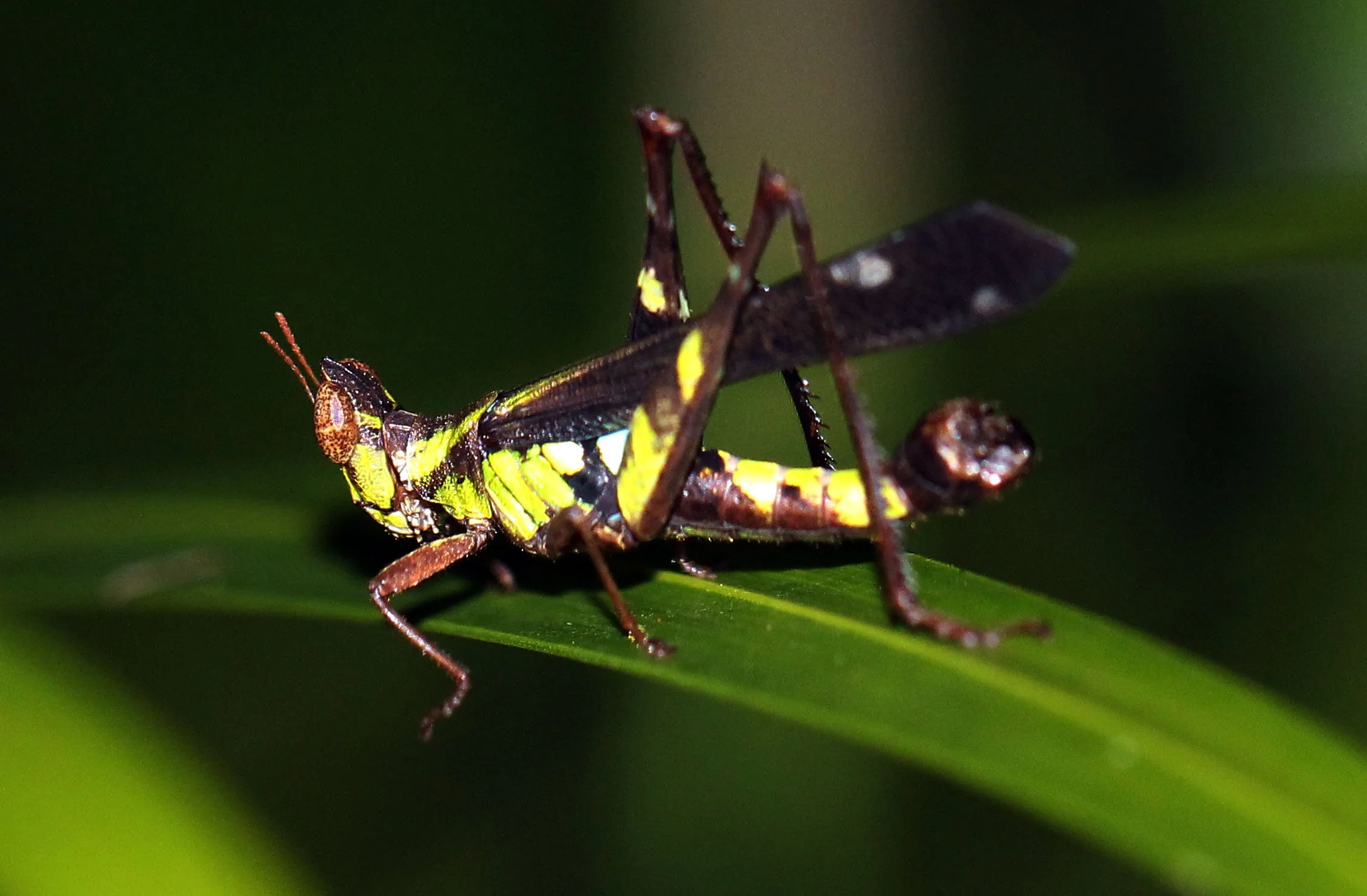 Erianthus serratus - Koh Lanta, Thailand (8).JPG