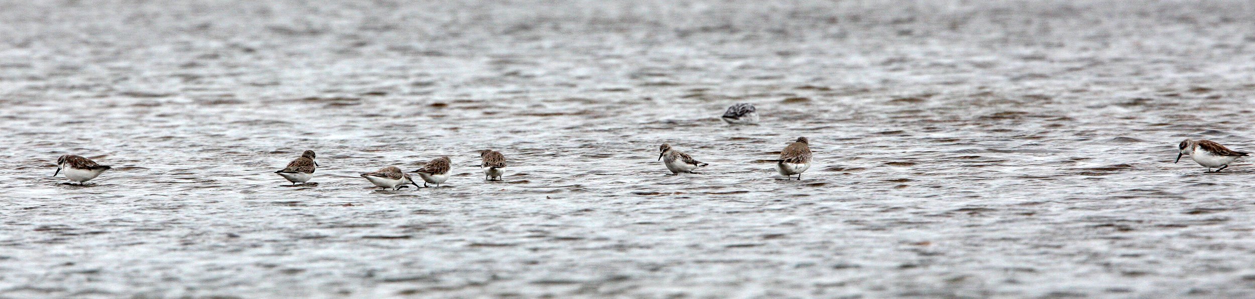 SANDPIPER - SPOON-BILLED SANDPIPER - Calidris pygmeus - PAK THALE PETCHABURI PROVINCE THAILAND (68).JPG