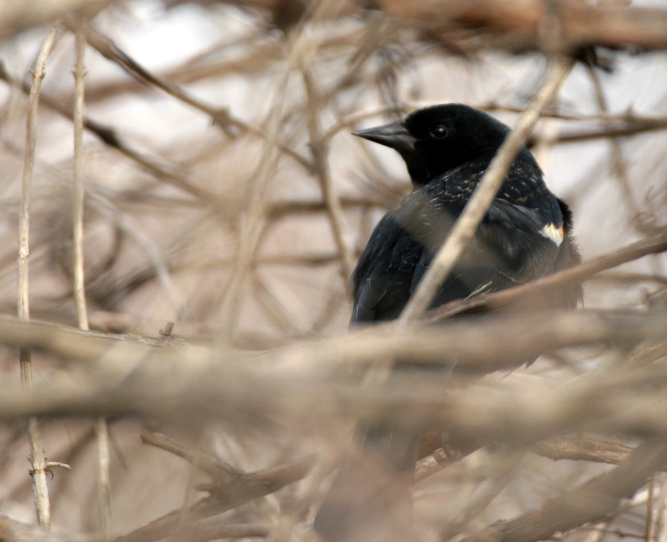 Red-winged Blackbird (Agelaius phoeniceus) Lincoln Marsh Wheaton Illinois (1).JPG
