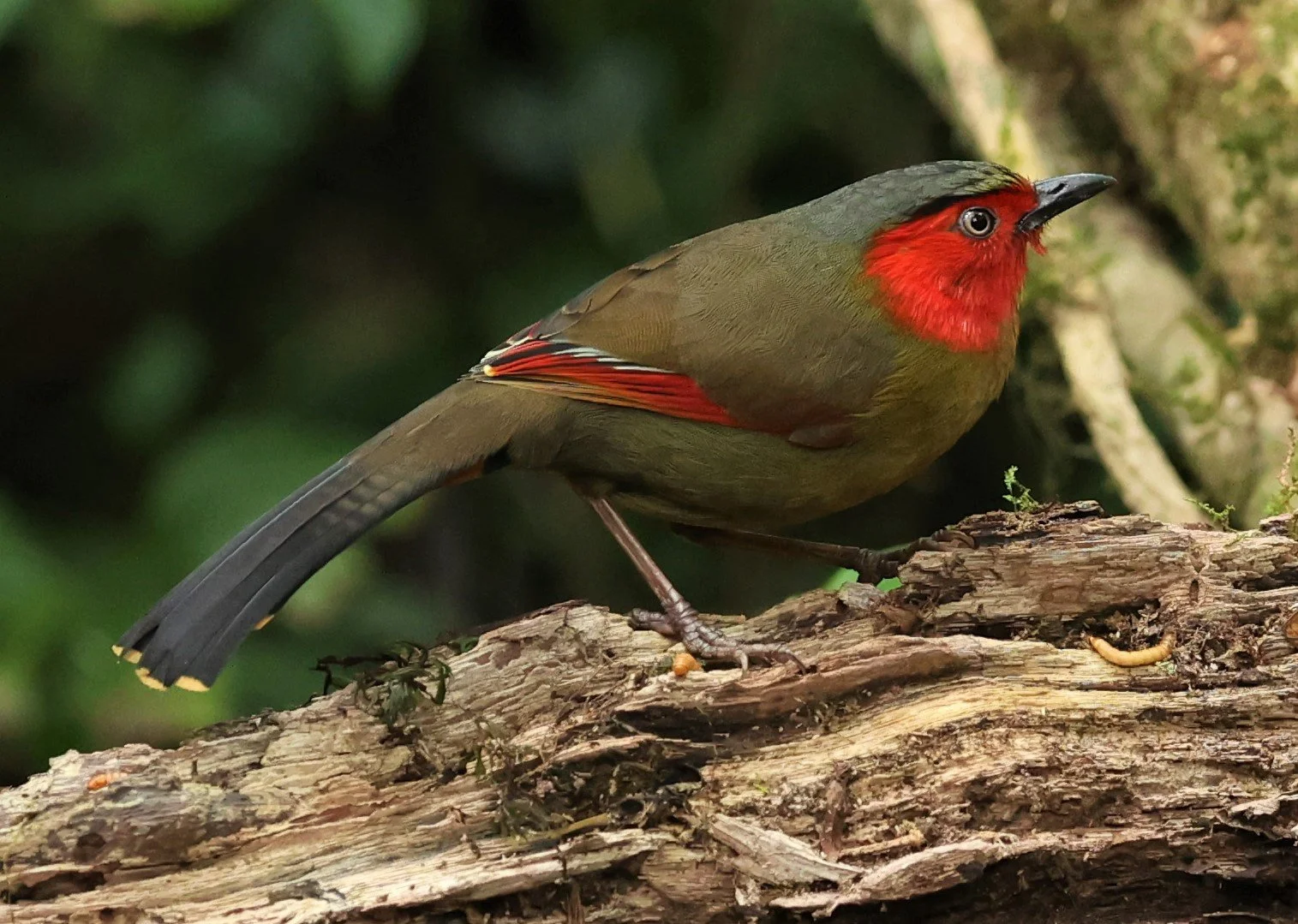 LIOCICHLA - SCARLET-FACED LIOCICHLA - Liocichla ripponi - DOI PHA HOM POK NP DOI LANG EAST FEB 2022 (42).jpg
