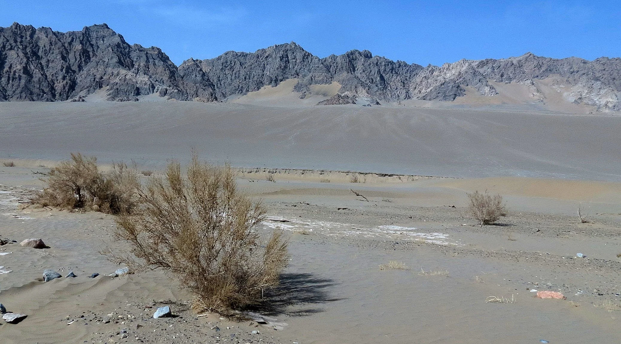 LOP NUR WILD BACTRIAN CAMEL RESERVE - XINJIANG CHINA (14).JPG