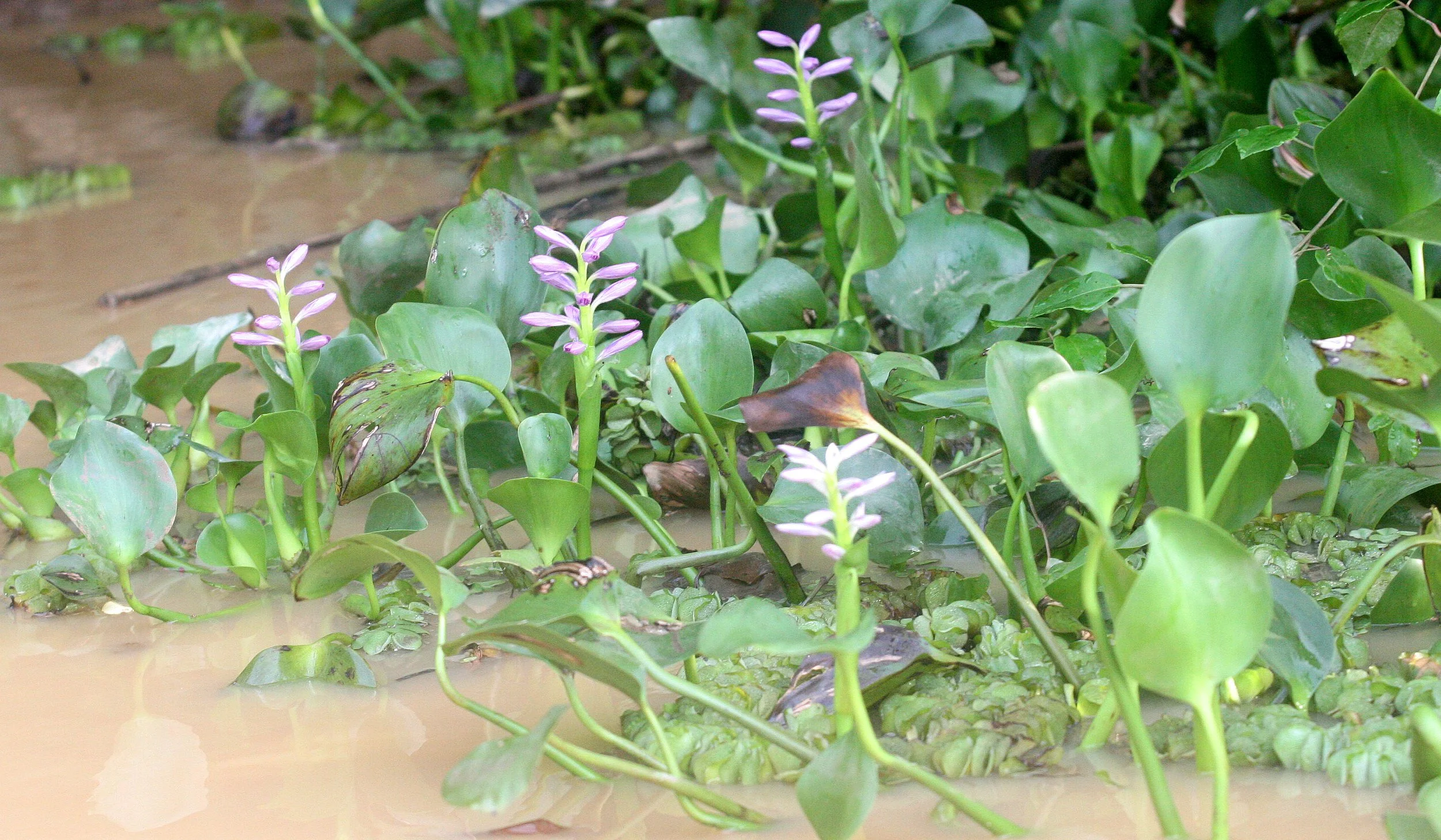 KINABATANGAN RIVER BORNEO - HYACINTH IN BLOOM.JPG