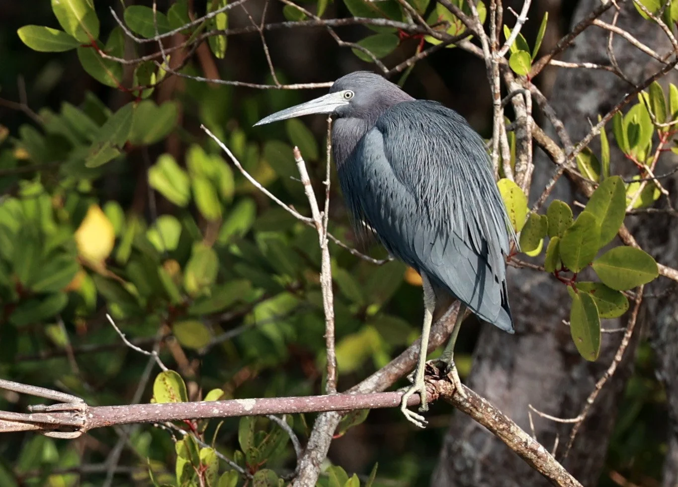 Little Blue Heron (Egretta caerulea) Superagüi National Park, Brazil (1).jpg