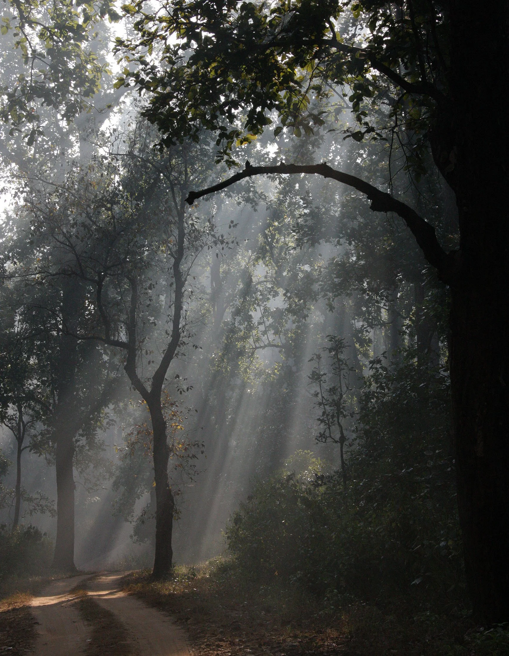 MADHYA PRADESH - KANHA NATIONAL PARK MADHYA PRADESH INDIA (24).JPG