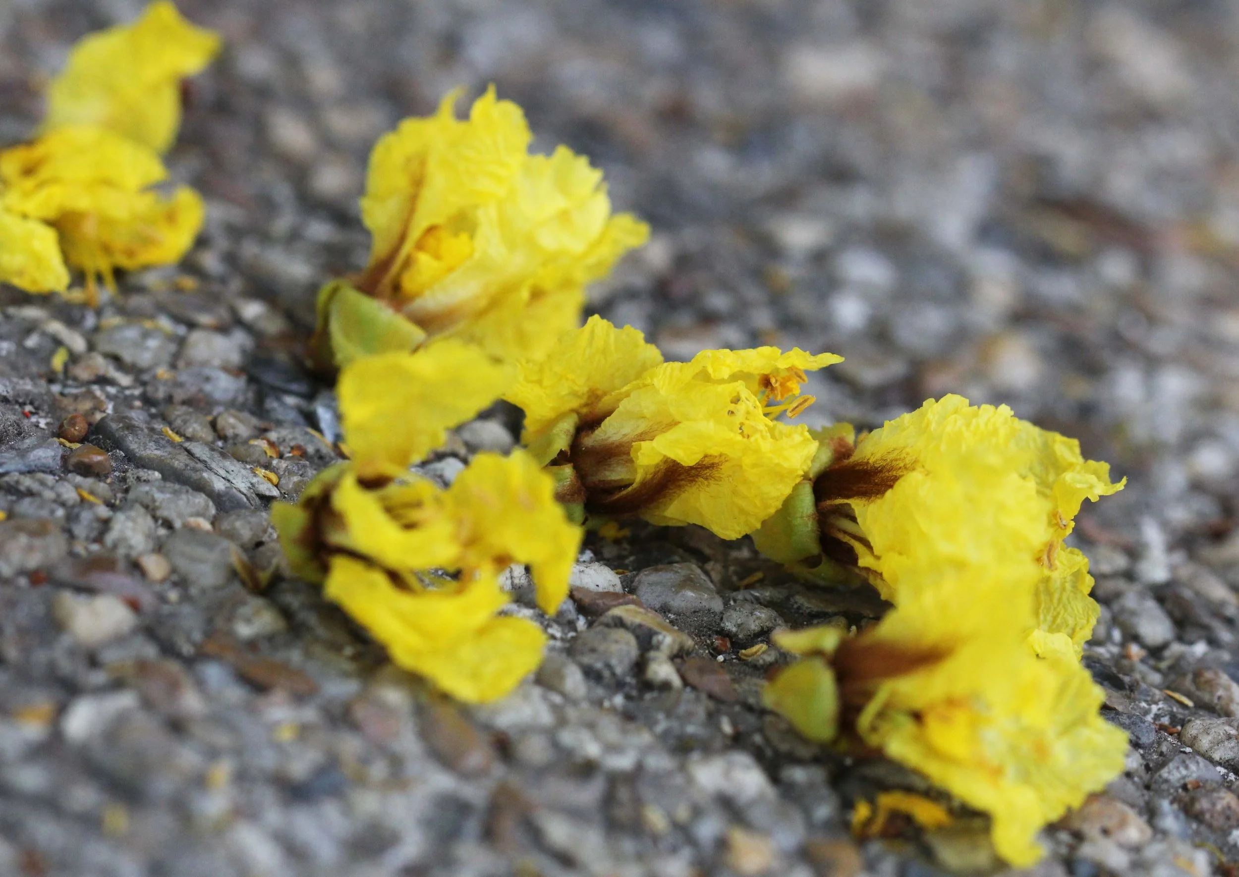 2013 Nonthaburi Setthasiri House and Nonthaburi Neighborhood (210).JPG