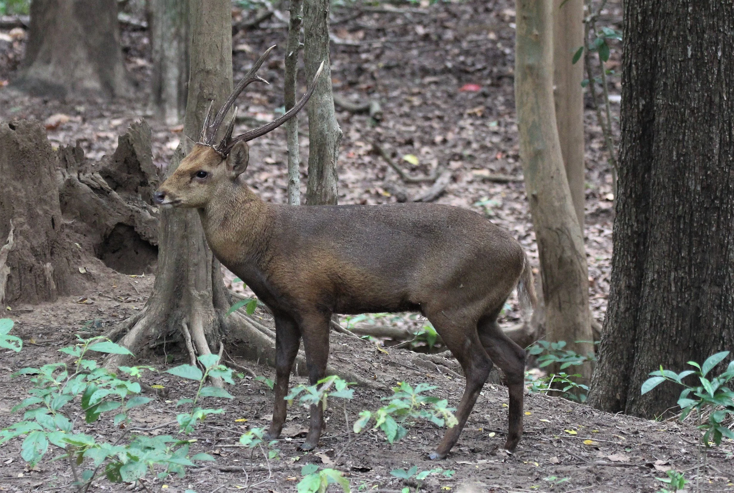 Hyelaphus annamiticus - INDOCHINESE HOG DEER - DOI SUTHEP WILDLIFE CENTER CHIANG MAI THAILAND - CONFIRM NOT INDIAN (7).jpg